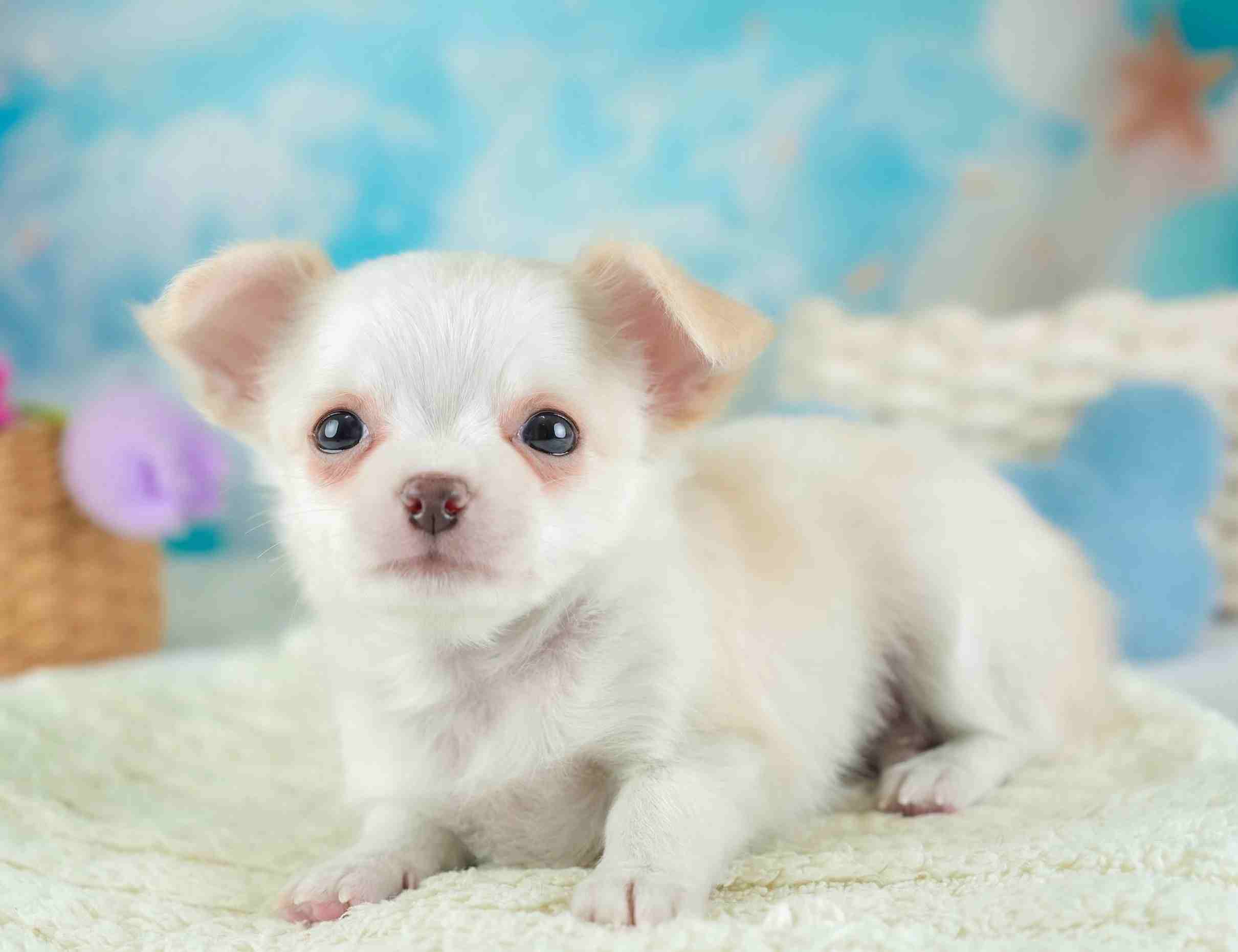 チワワ(ロング) | 男の子 | クリーム&ホワイト | 2026年1月23日