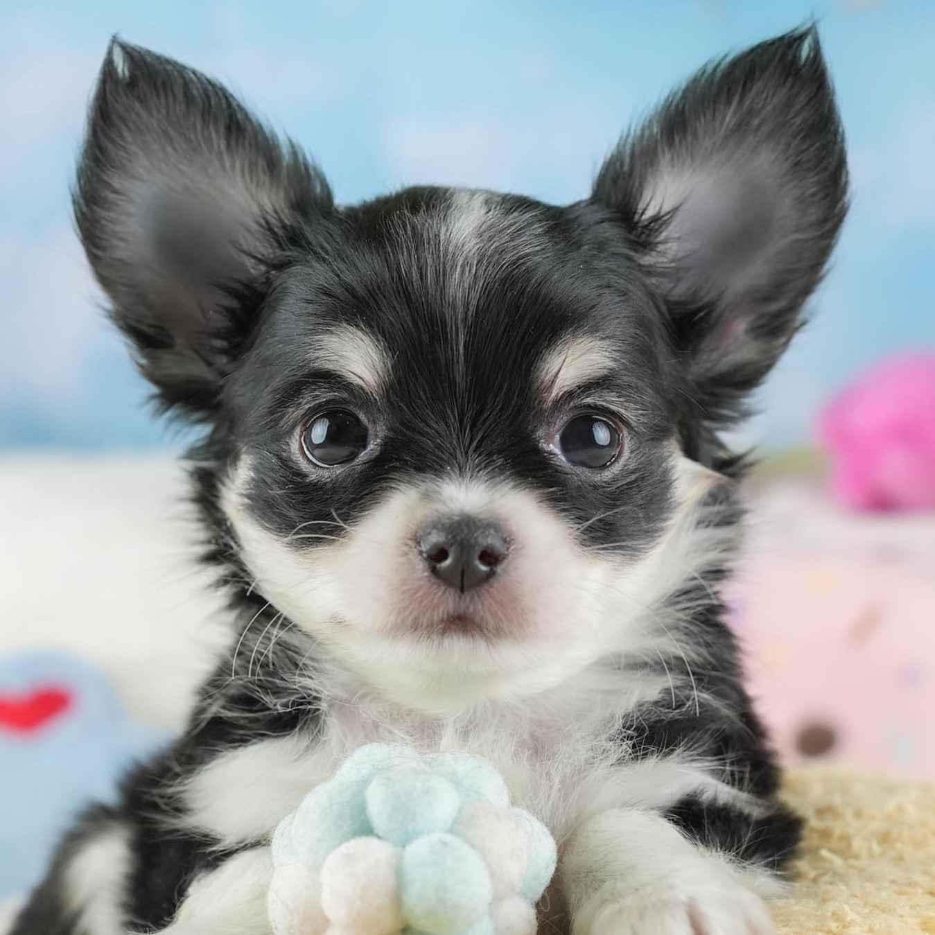 チワワ(ロング) | 男の子 | ブラックタン＆ホワイト | 2026年1月23日