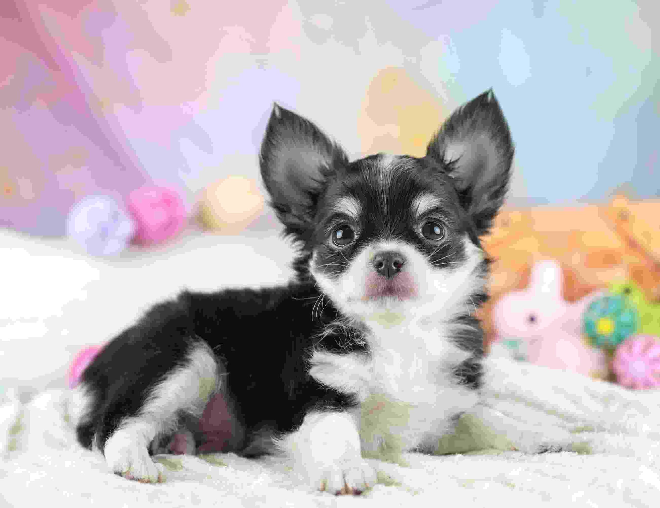 チワワ(ロング) | 男の子 | ブラックタン&ホワイト | 2026年1月23日