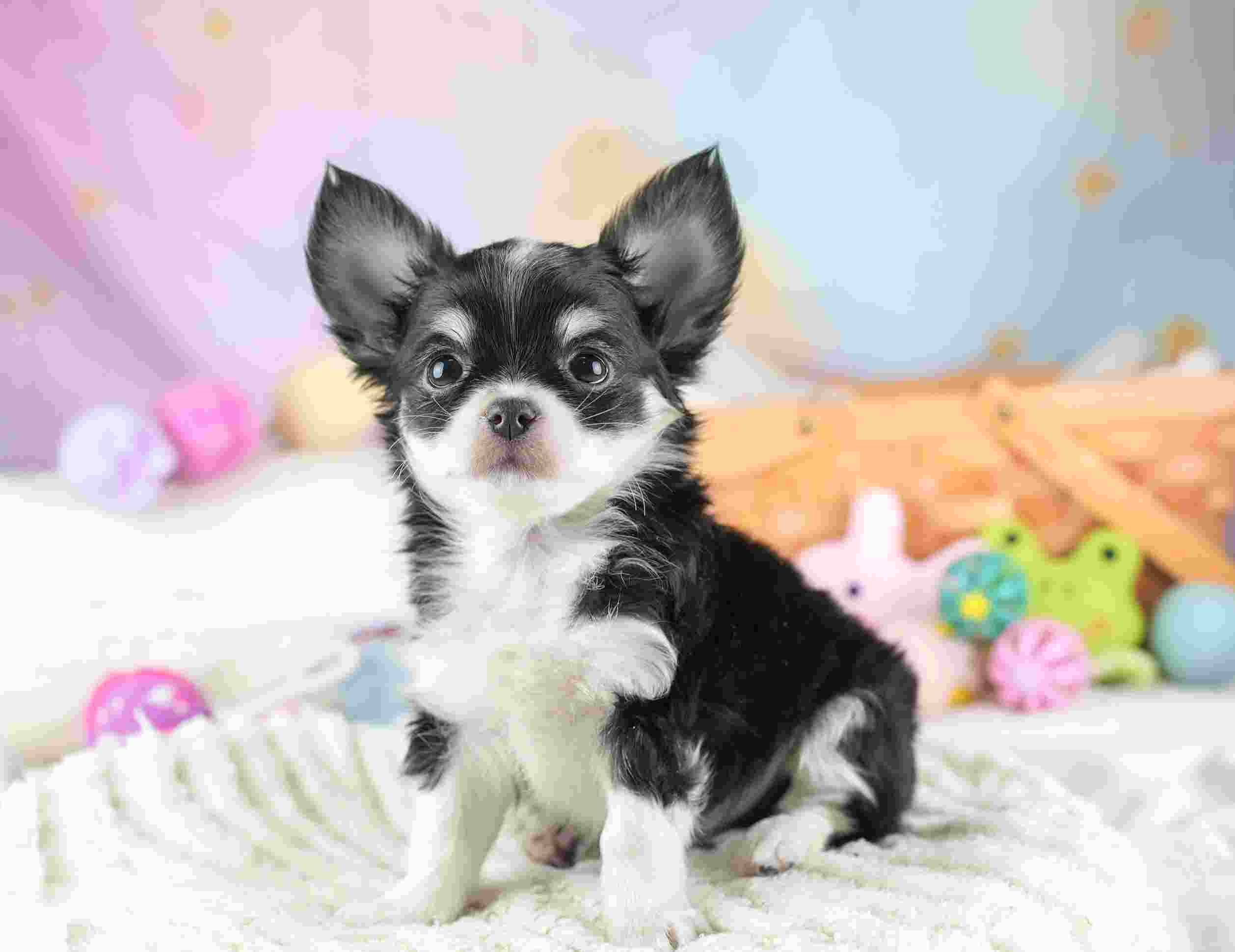 チワワ(ロング) | 男の子 | ブラックタン&ホワイト | 2026年1月23日