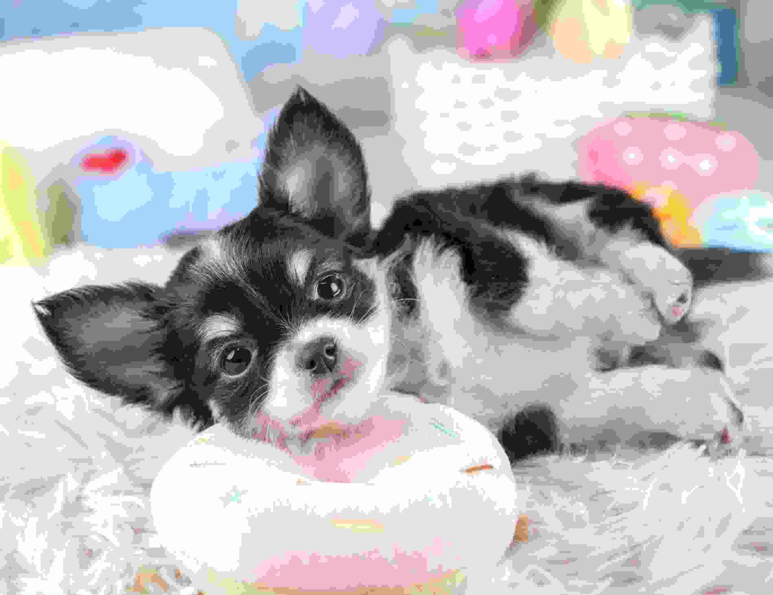 チワワ(ロング) | 男の子 | ブラックタン&ホワイト | 2026年1月23日