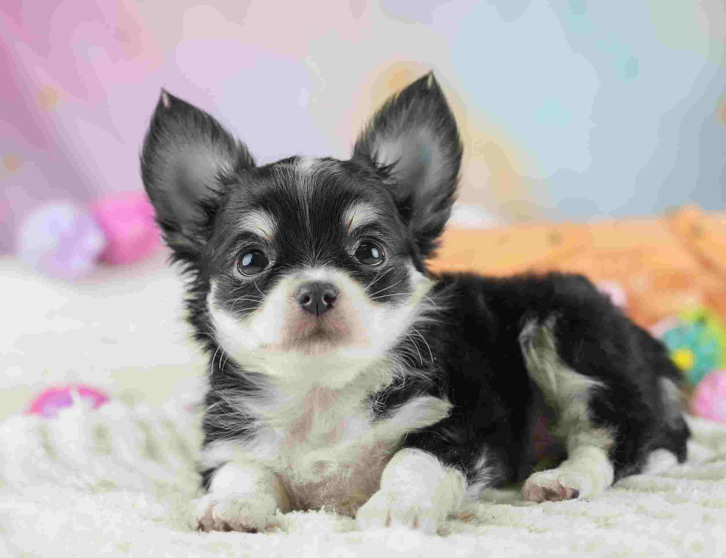 チワワ(ロング) | 男の子 | ブラックタン&ホワイト | 2026年1月23日