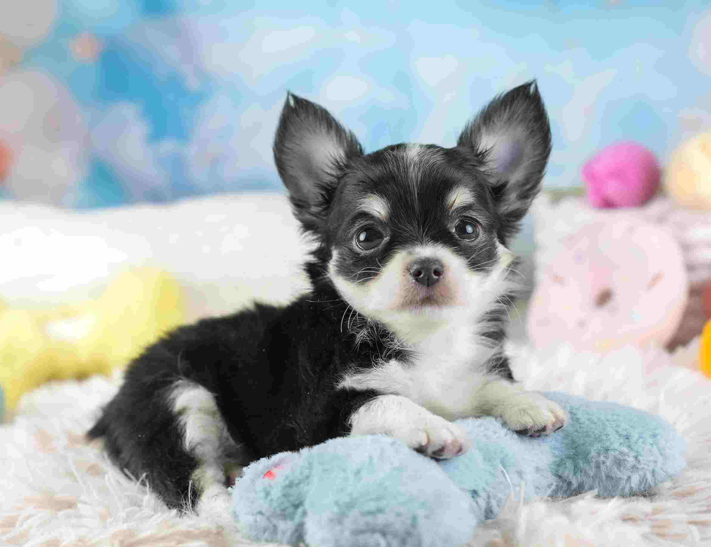 チワワ(ロング) | 男の子 | ブラックタン&ホワイト | 2026年1月23日