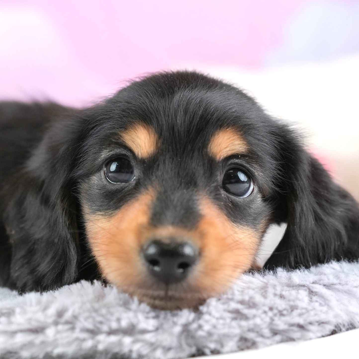 ミニチュア・ダックスフンド(ロング) | 女の子 | ブラック＆タン | 2026年1月24日