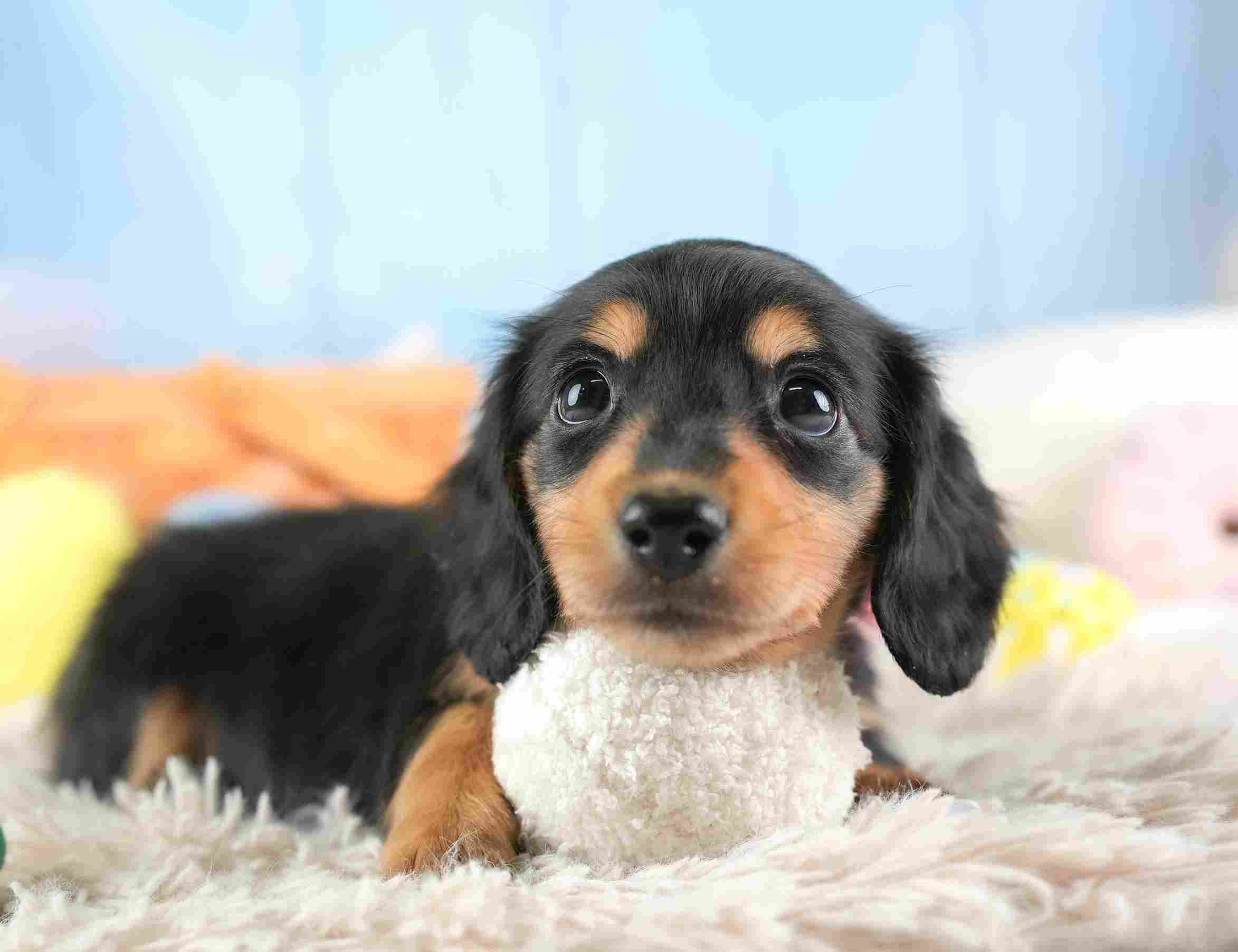 ミニチュア・ダックスフンド(ロング) | 女の子 | ブラック＆タン | 2026年1月24日