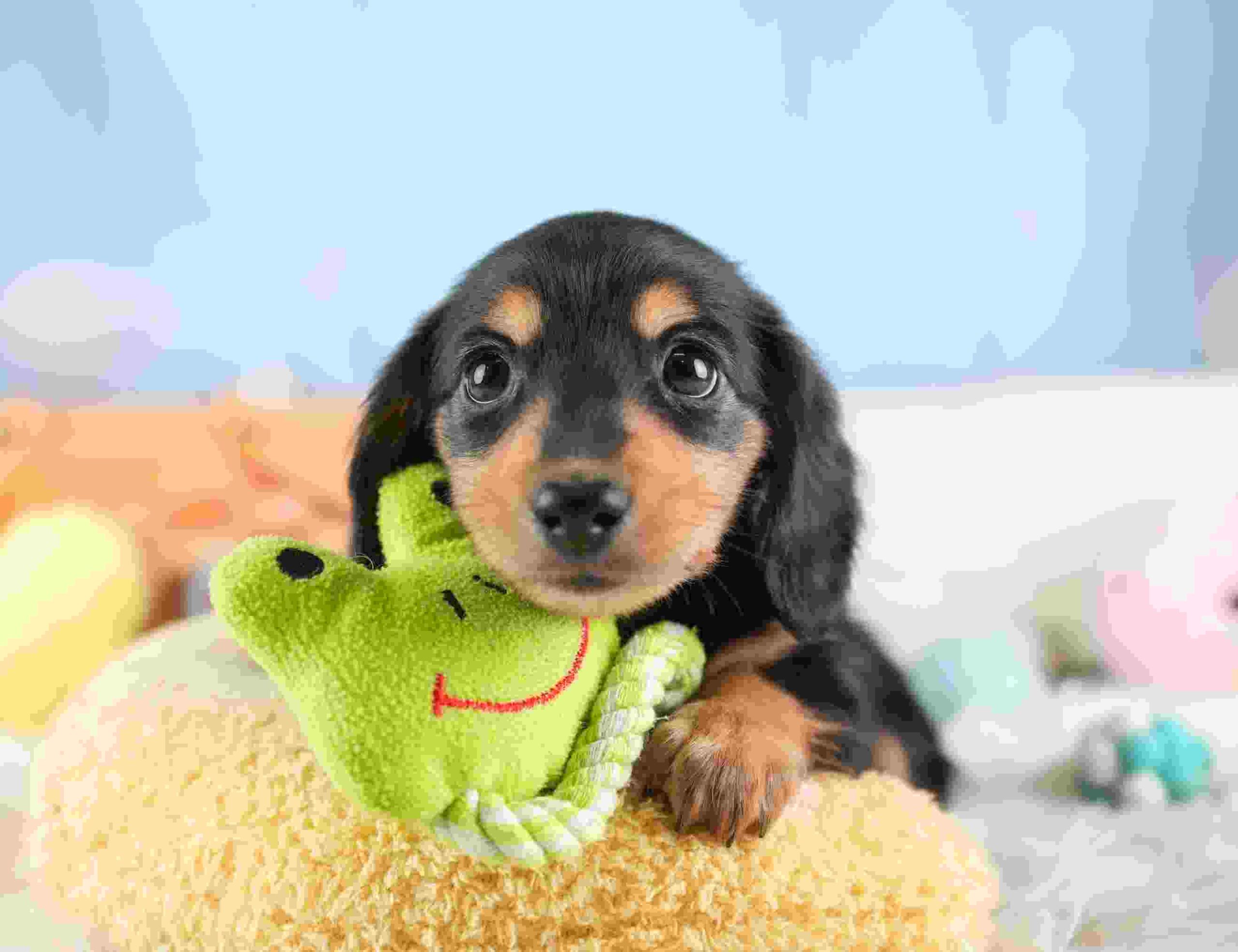 ミニチュア・ダックスフンド(ロング) | 女の子 | ブラック＆タン | 2026年1月24日