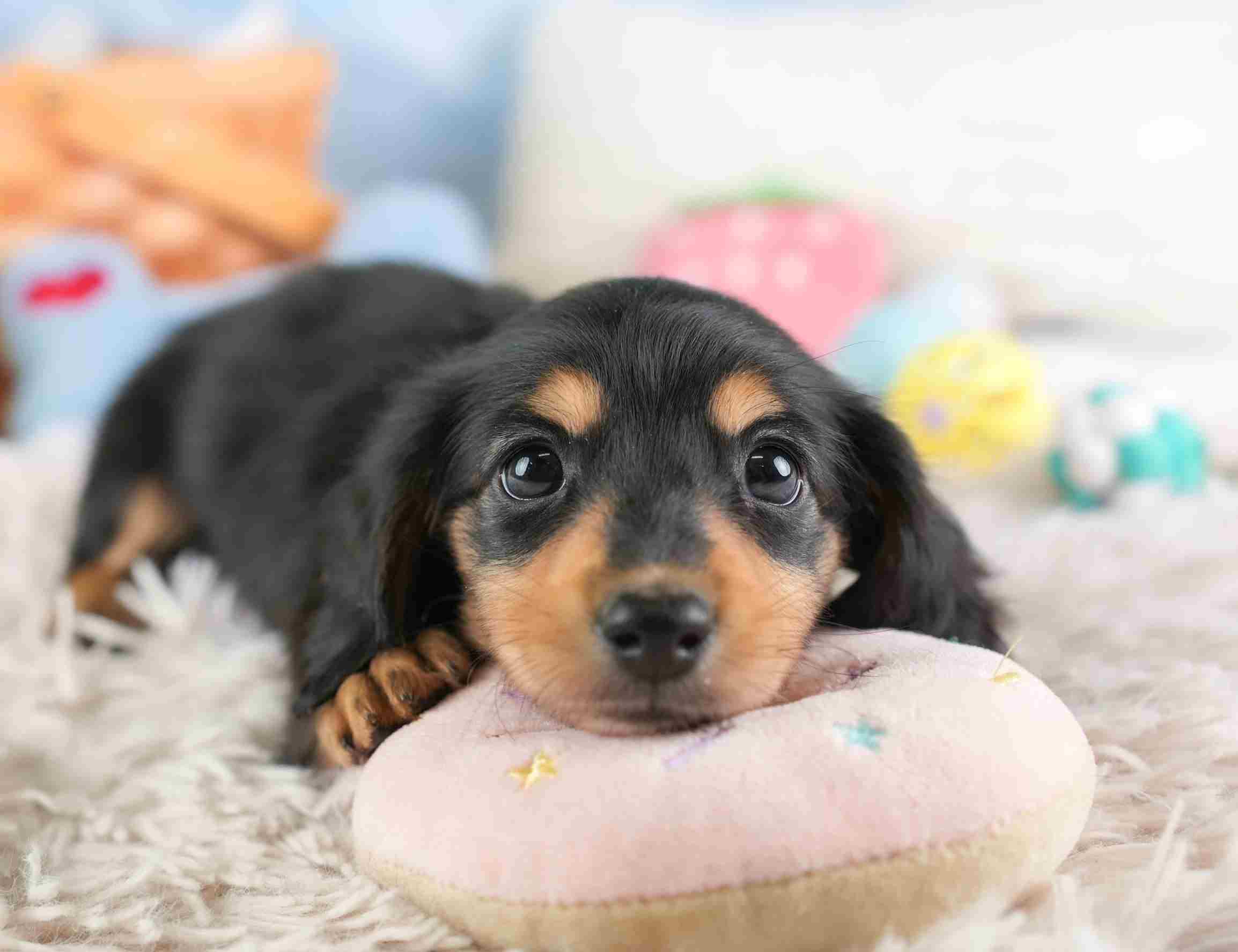 ミニチュア・ダックスフンド(ロング) | 女の子 | ブラック＆タン | 2026年1月24日