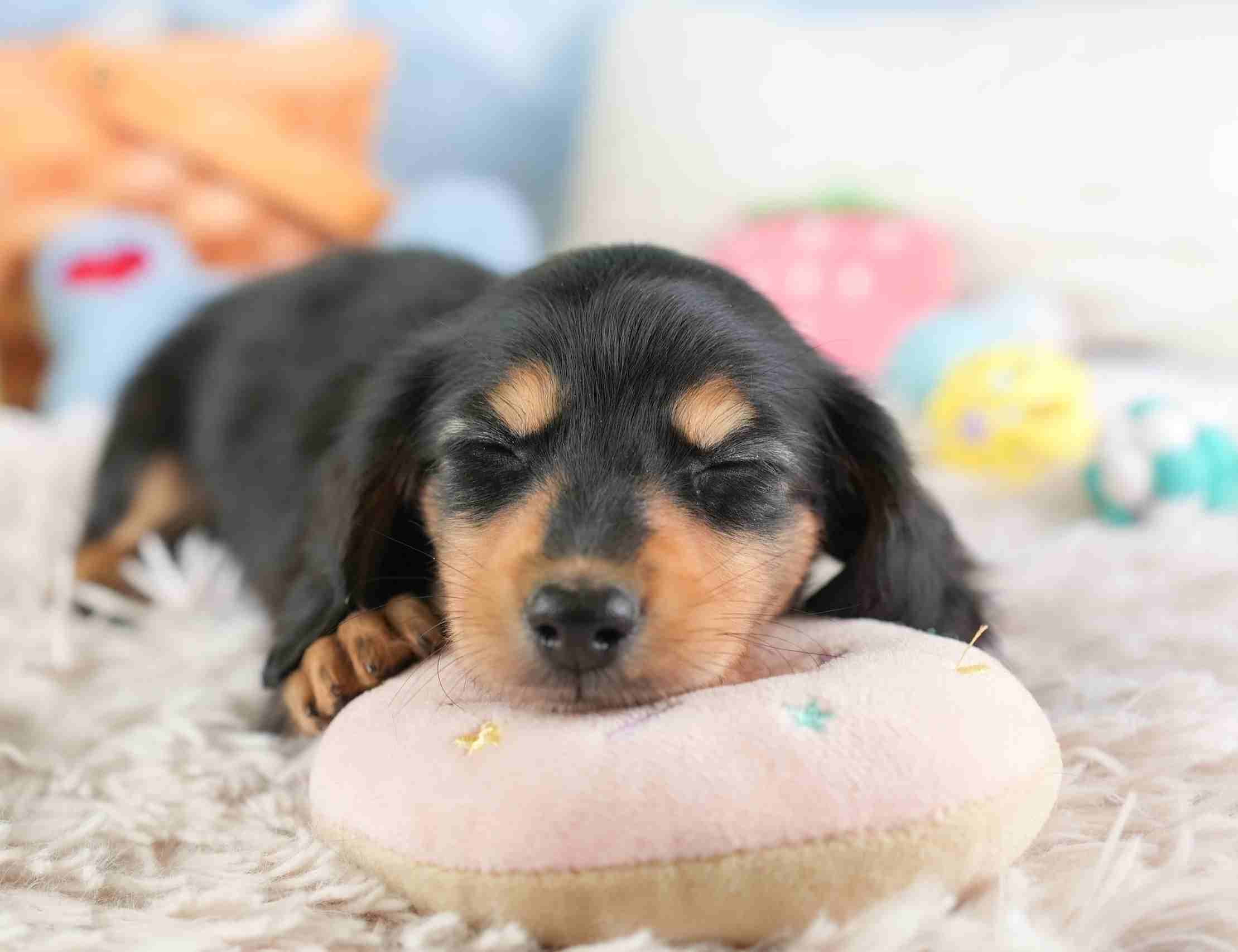 ミニチュア・ダックスフンド(ロング) | 女の子 | ブラック＆タン | 2026年1月24日