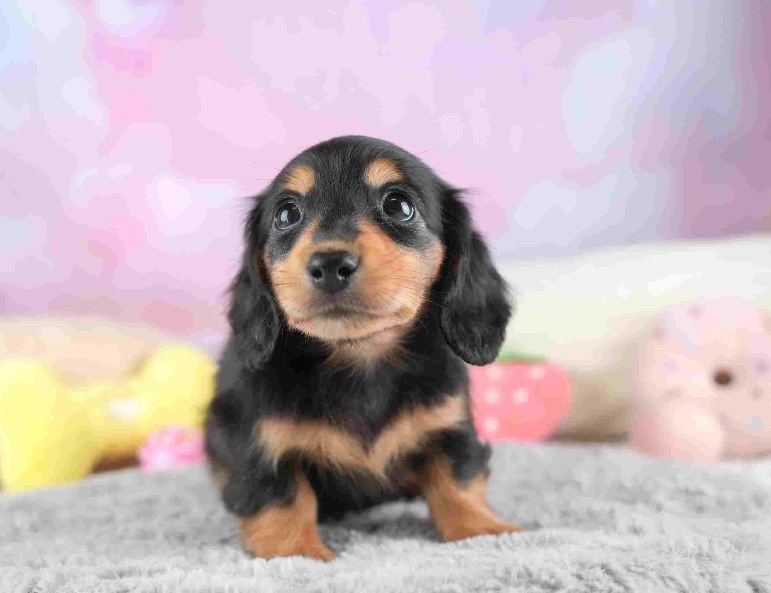 ミニチュア・ダックスフンド(ロング) | 女の子 | ブラック＆タン | 2026年1月24日