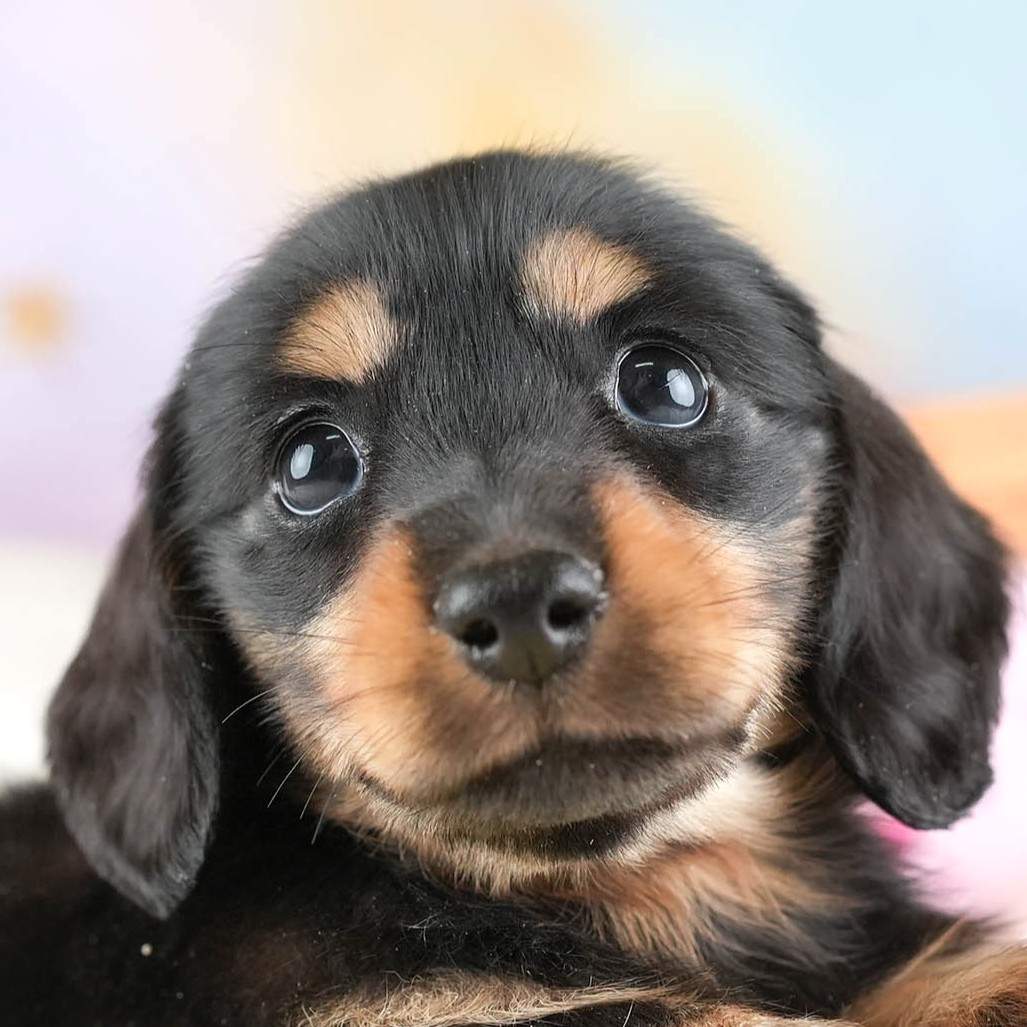 ミニチュア・ダックスフンド(ロング) | 女の子 | ブラック＆タン | 2026年1月24日