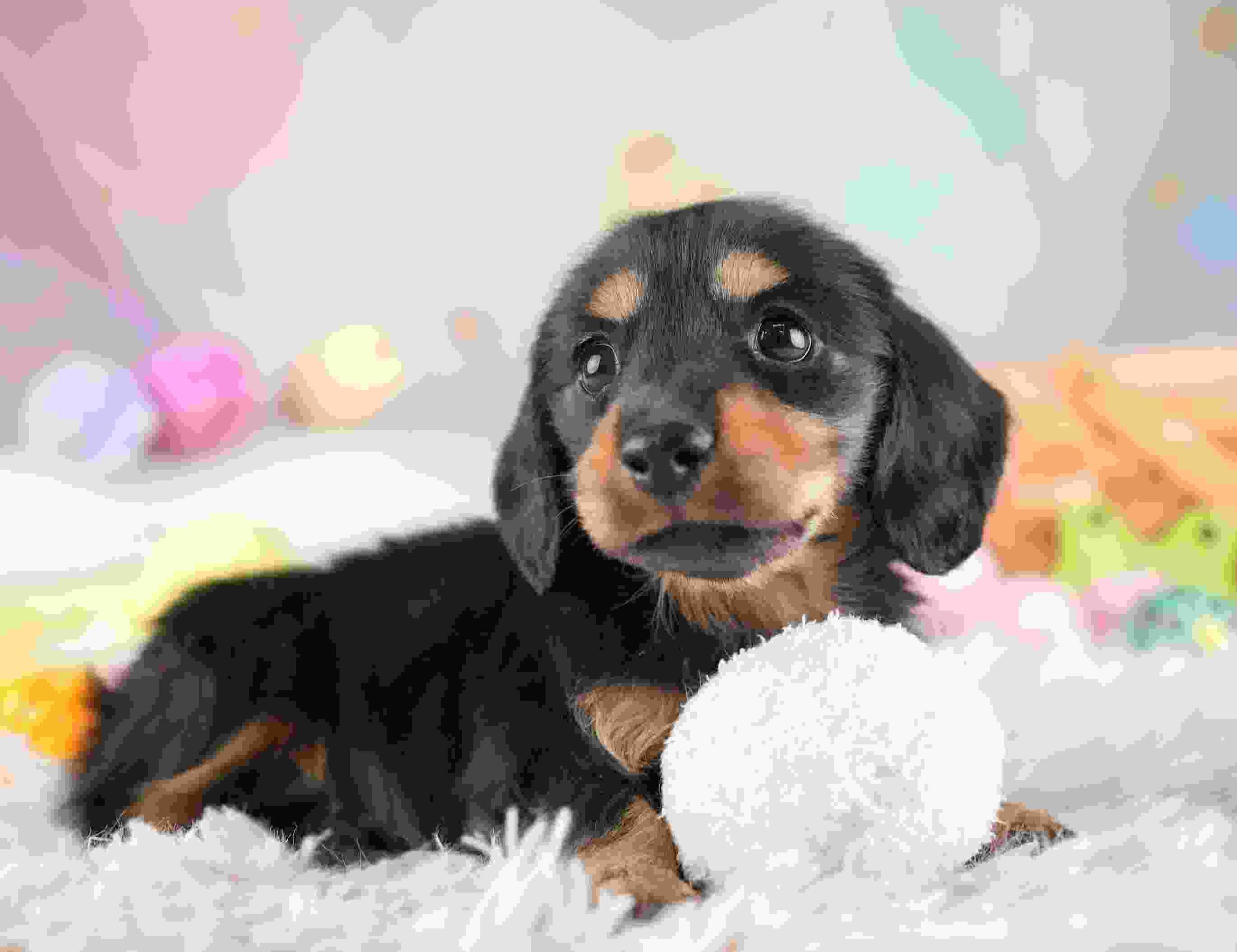 ミニチュア・ダックスフンド(ロング) | 女の子 | ブラック＆タン | 2026年1月24日