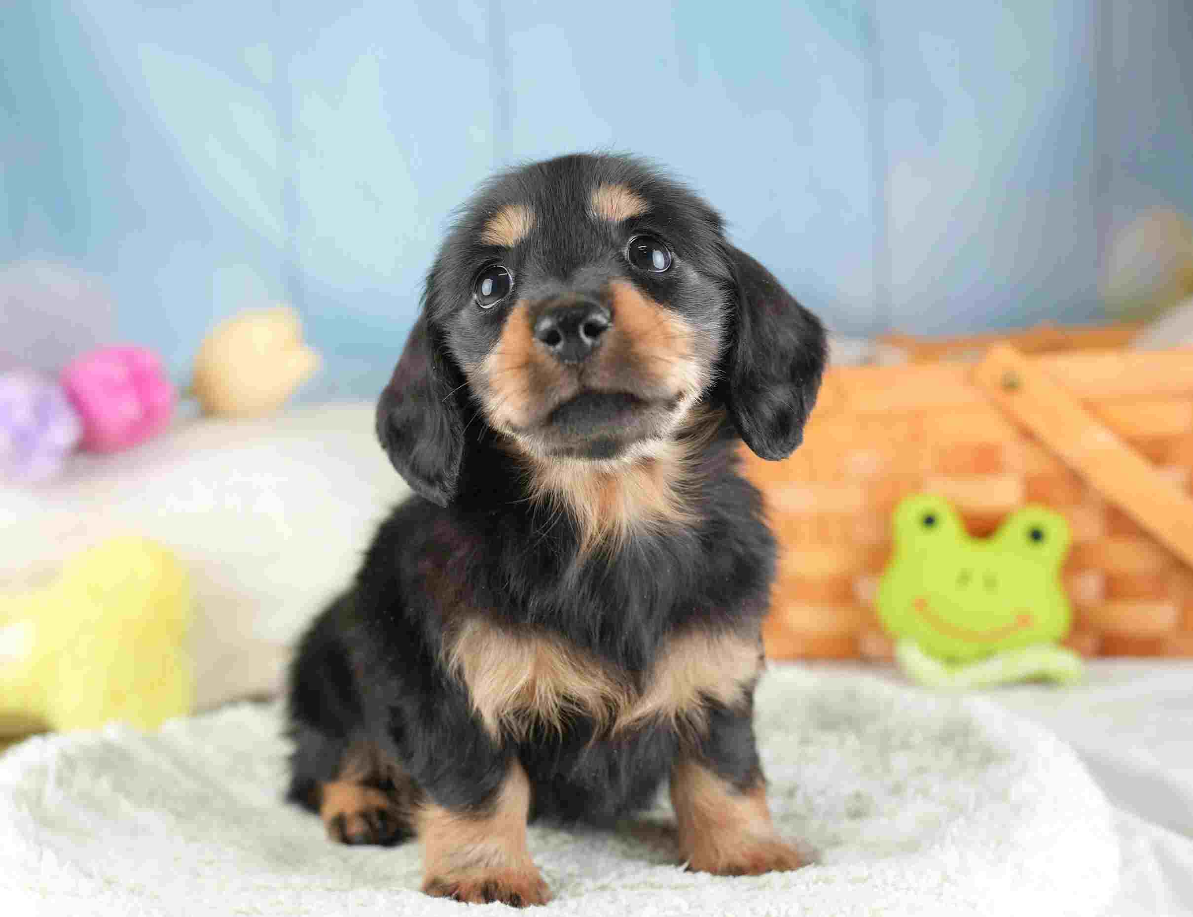 ミニチュア・ダックスフンド(ロング) | 女の子 | ブラック＆タン | 2026年1月24日