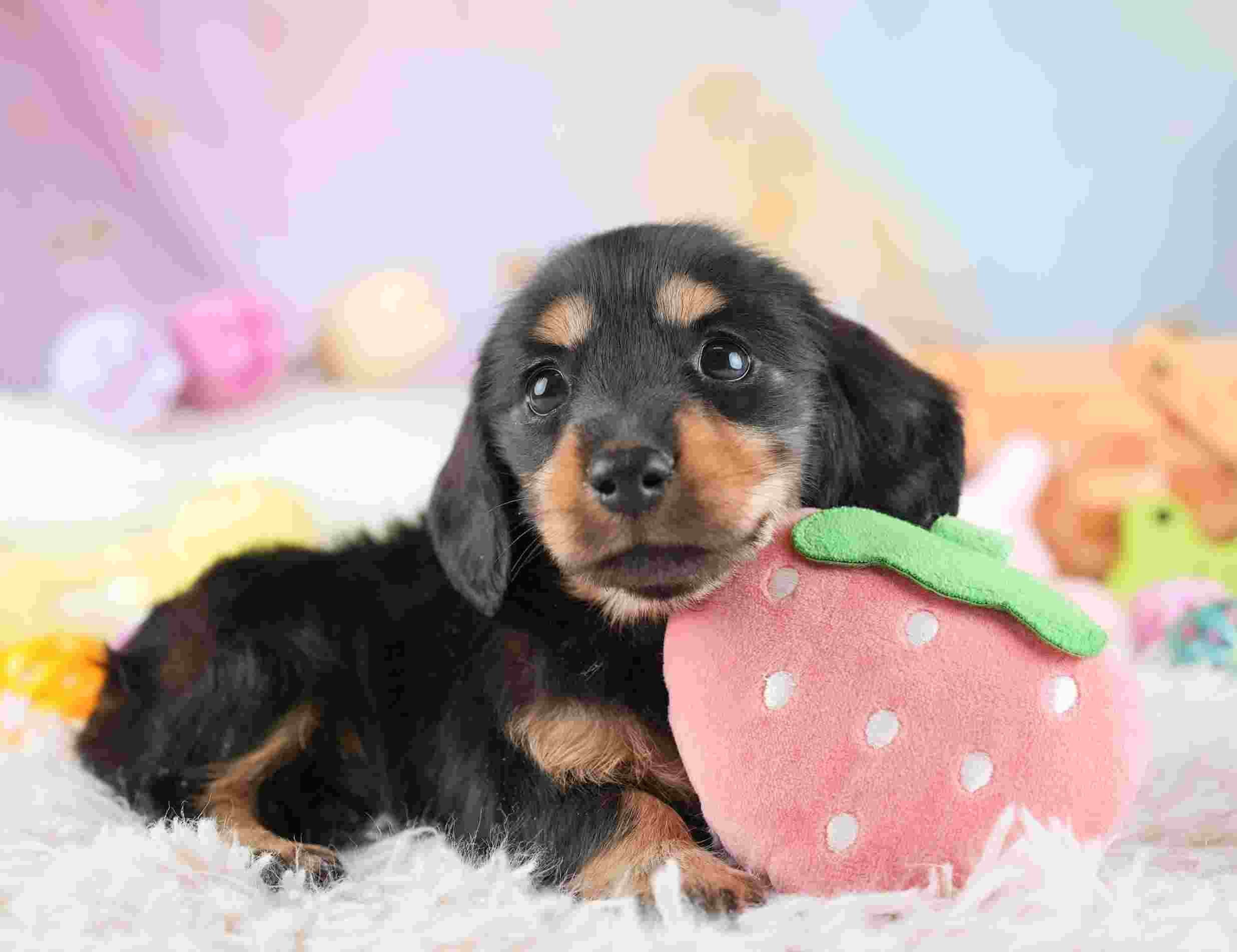 ミニチュア・ダックスフンド(ロング) | 女の子 | ブラック＆タン | 2026年1月24日