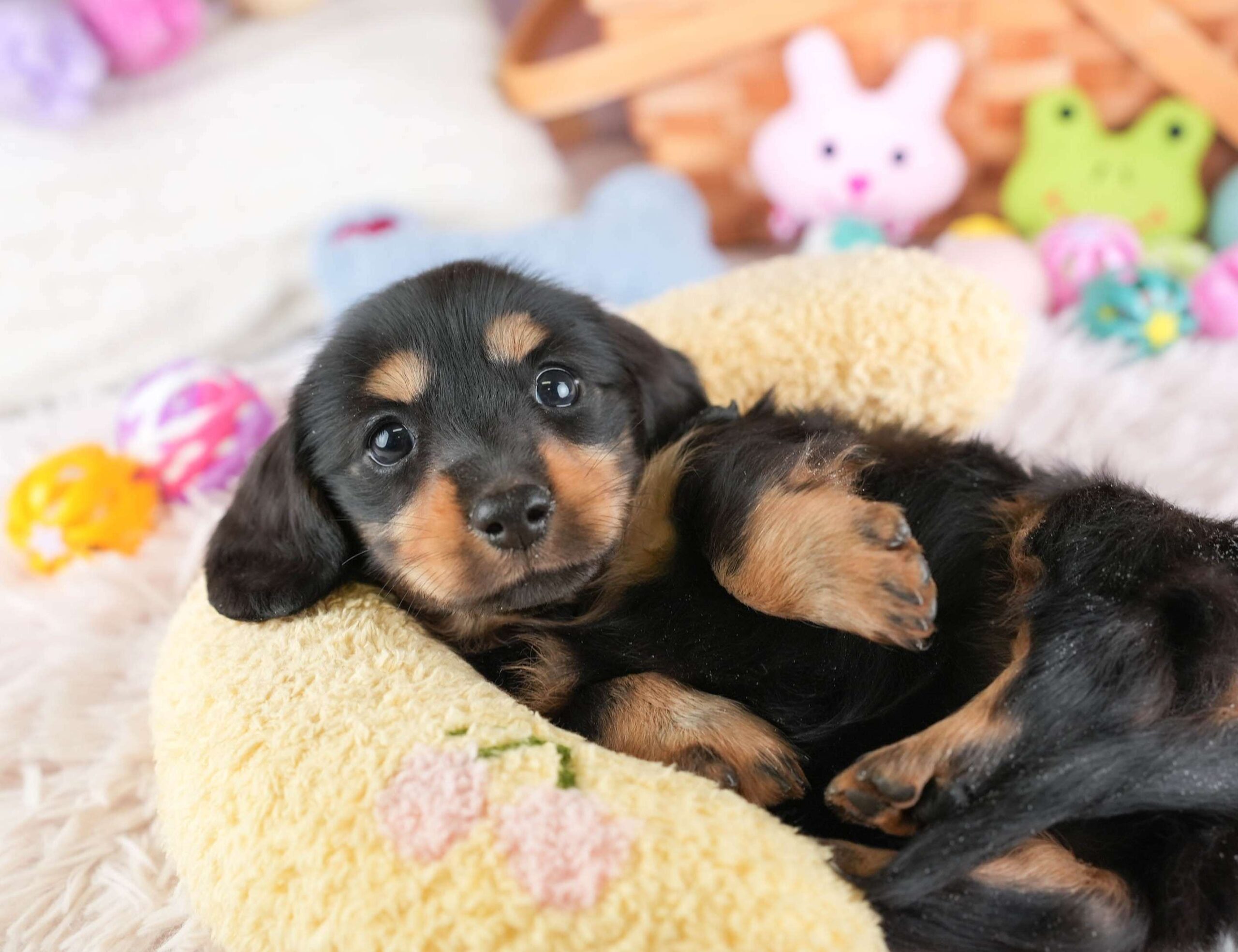 ミニチュア・ダックスフンド(ロング) | 女の子 | ブラック＆タン | 2026年1月24日