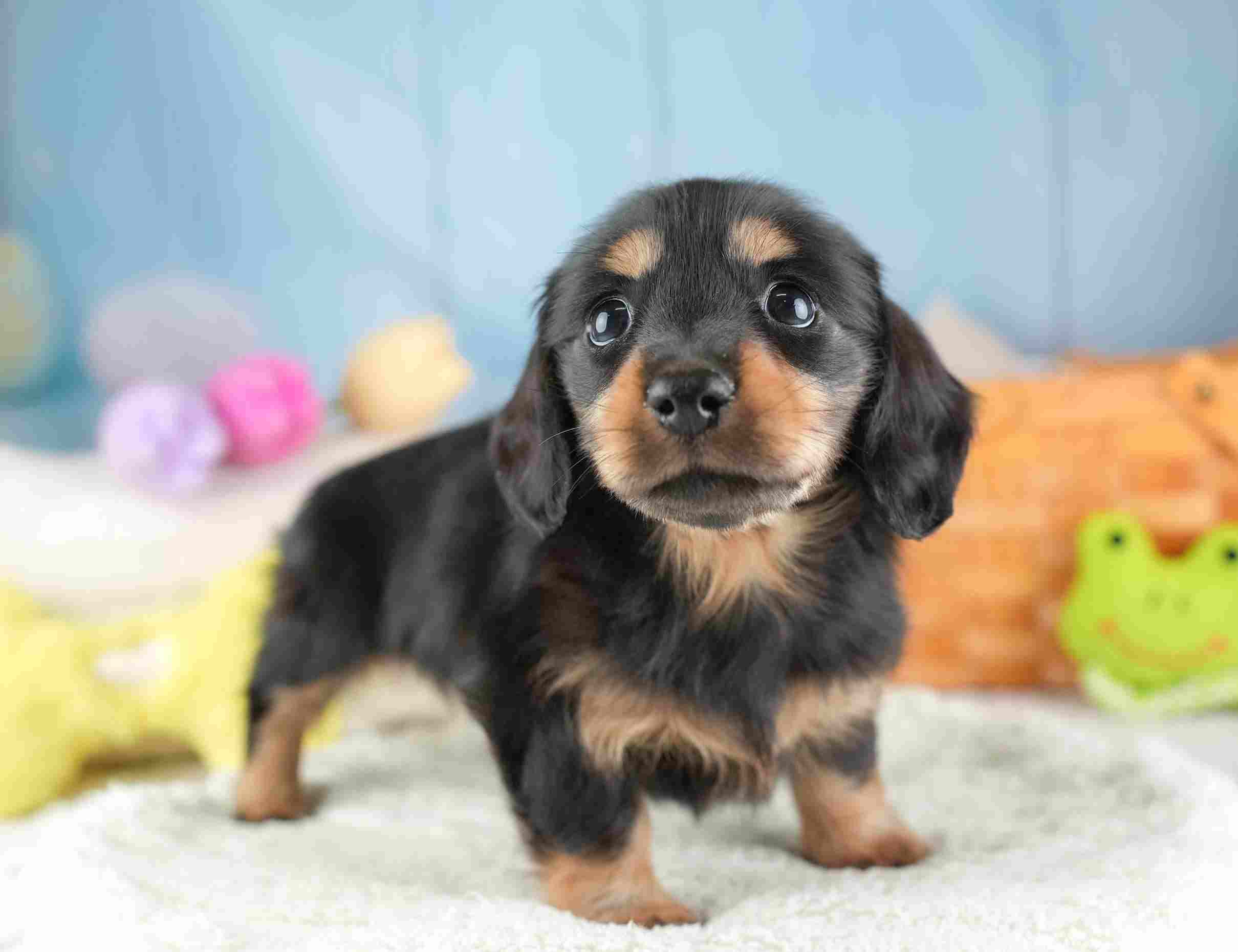 ミニチュア・ダックスフンド(ロング) | 女の子 | ブラック＆タン | 2026年1月24日