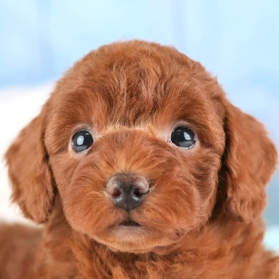 トイ・プードル | 男の子 | レッド | 2026年1月25日