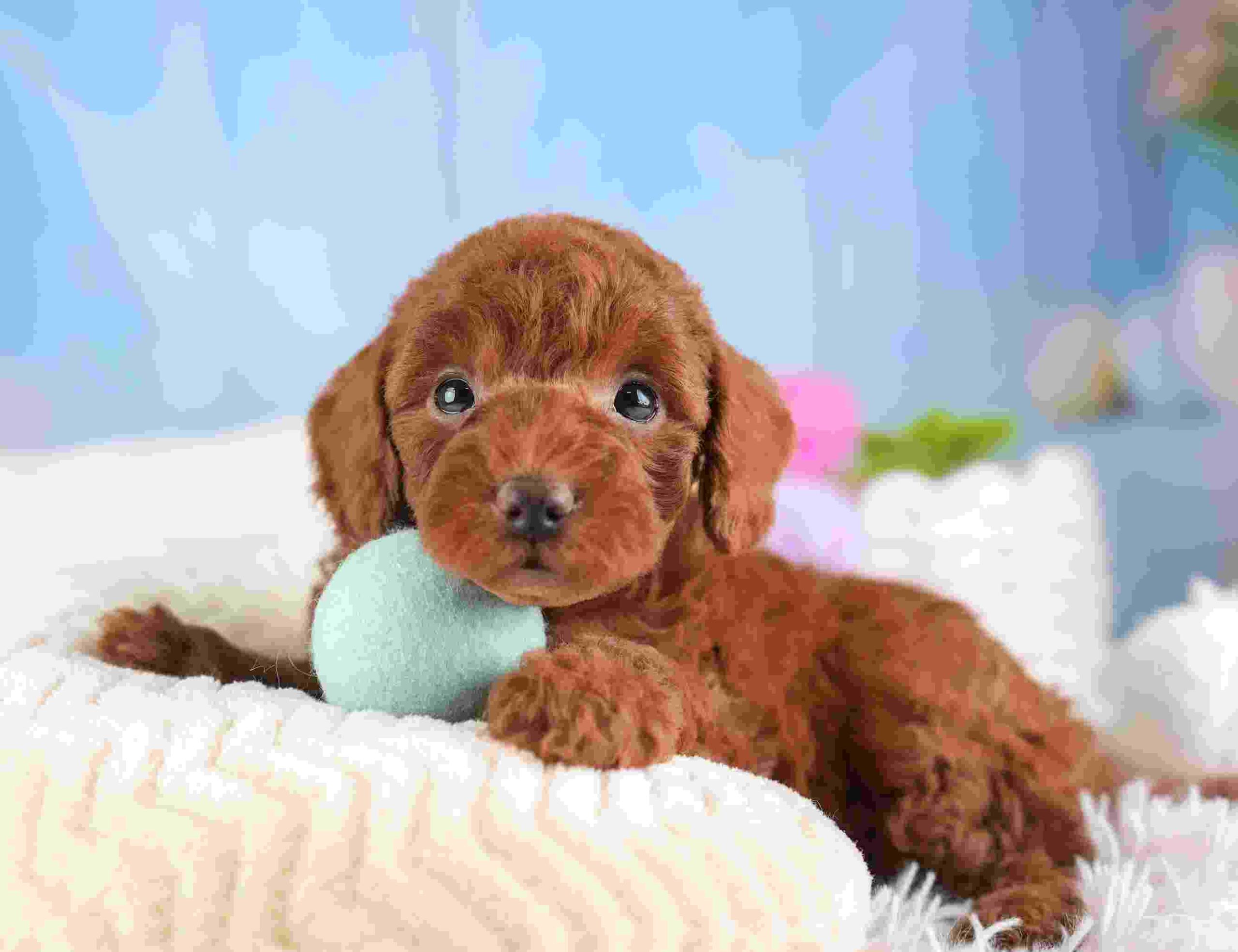 トイ・プードル | 男の子 | レッド | 2026年1月25日