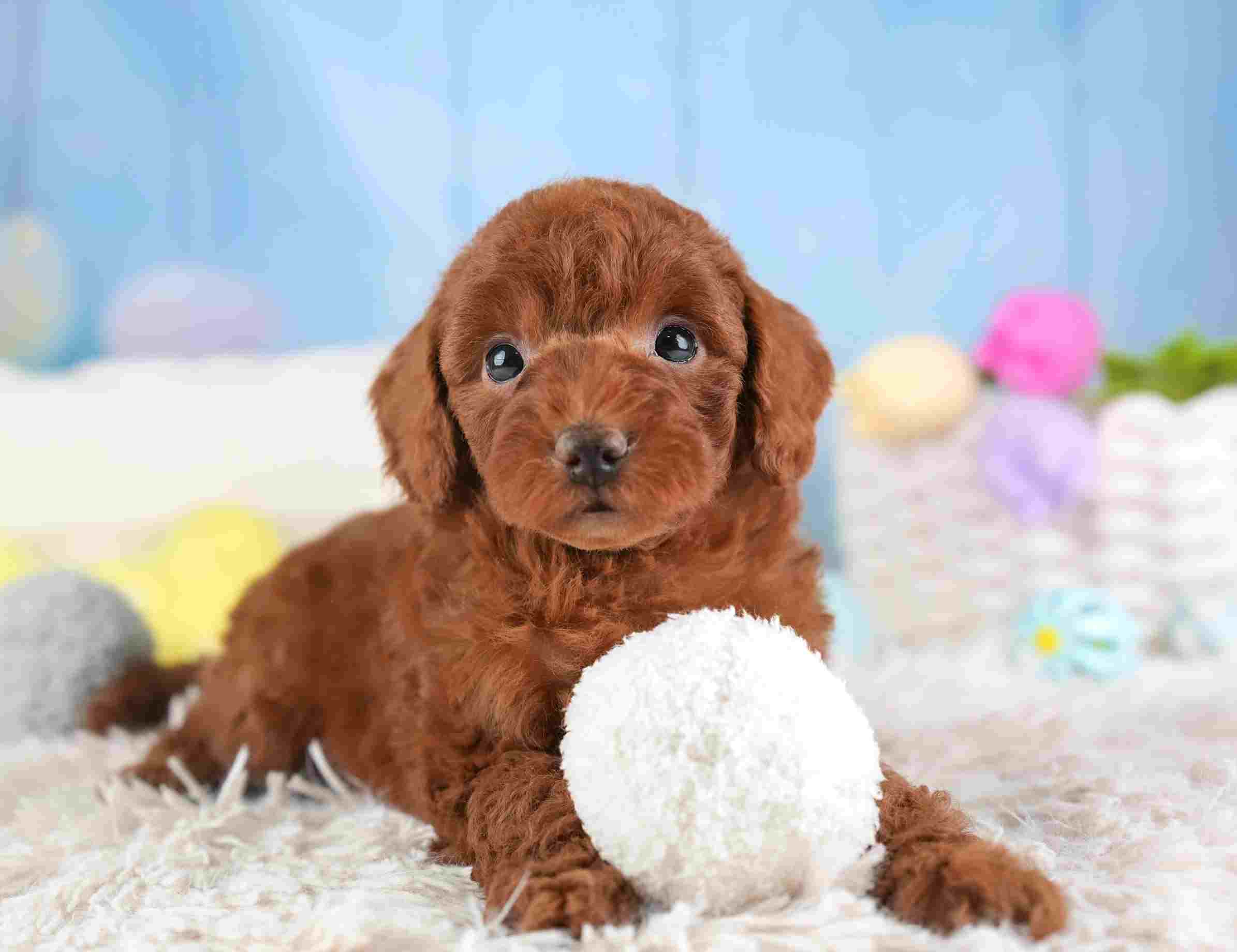 トイ・プードル | 男の子 | レッド | 2026年1月25日