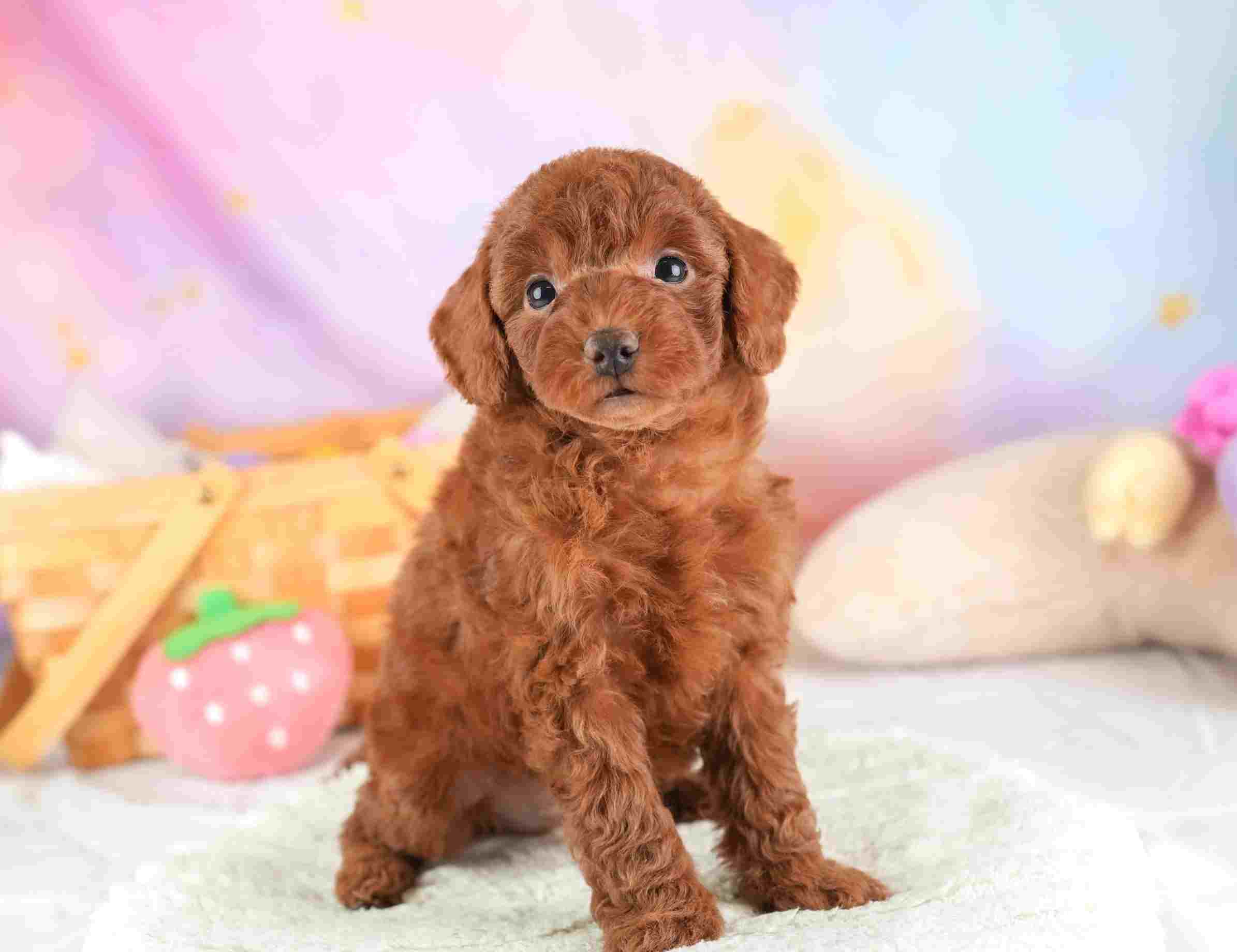 トイ・プードル | 男の子 | レッド | 2026年1月25日