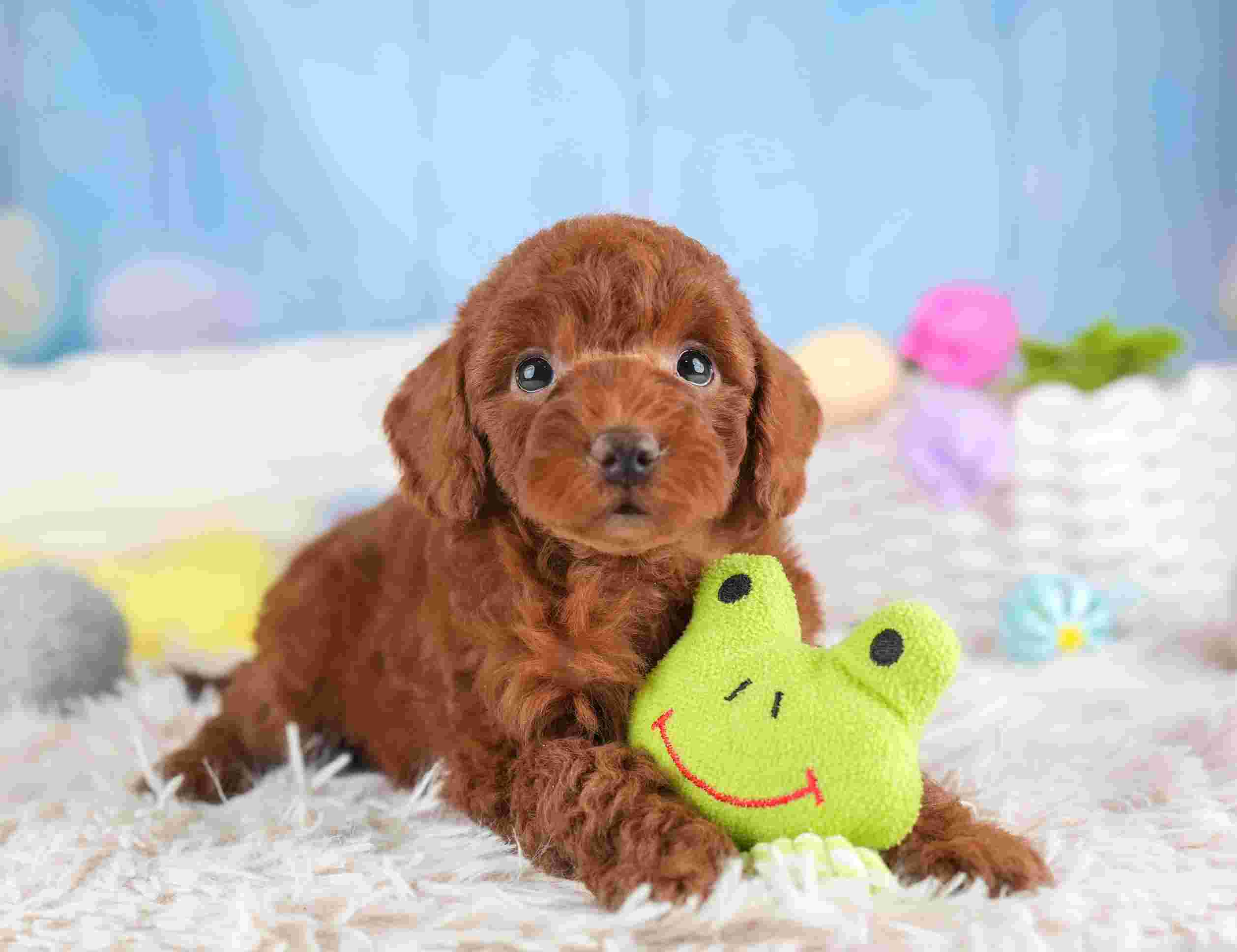 トイ・プードル | 男の子 | レッド | 2026年1月25日