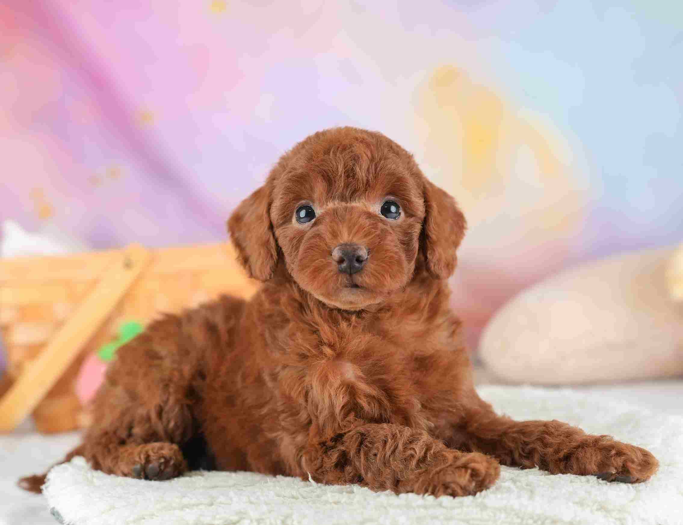 トイ・プードル | 男の子 | レッド | 2026年1月25日