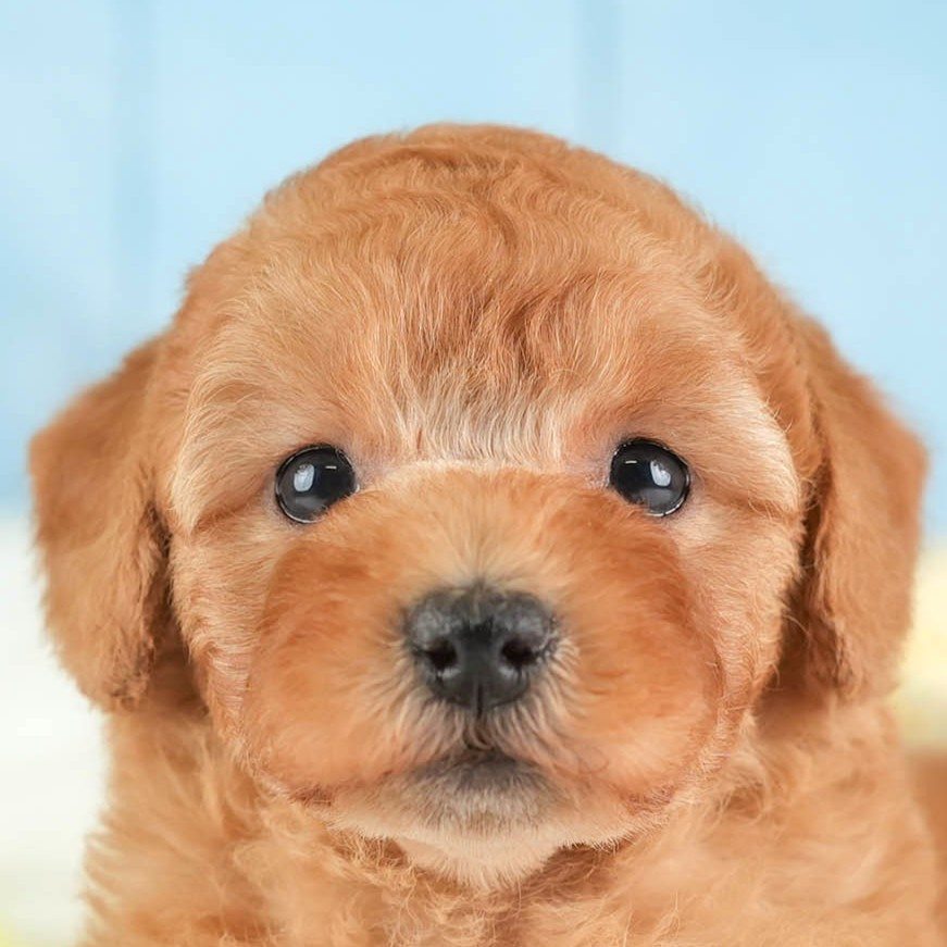 トイ・プードル | 男の子 | レッド | 2026年1月25日