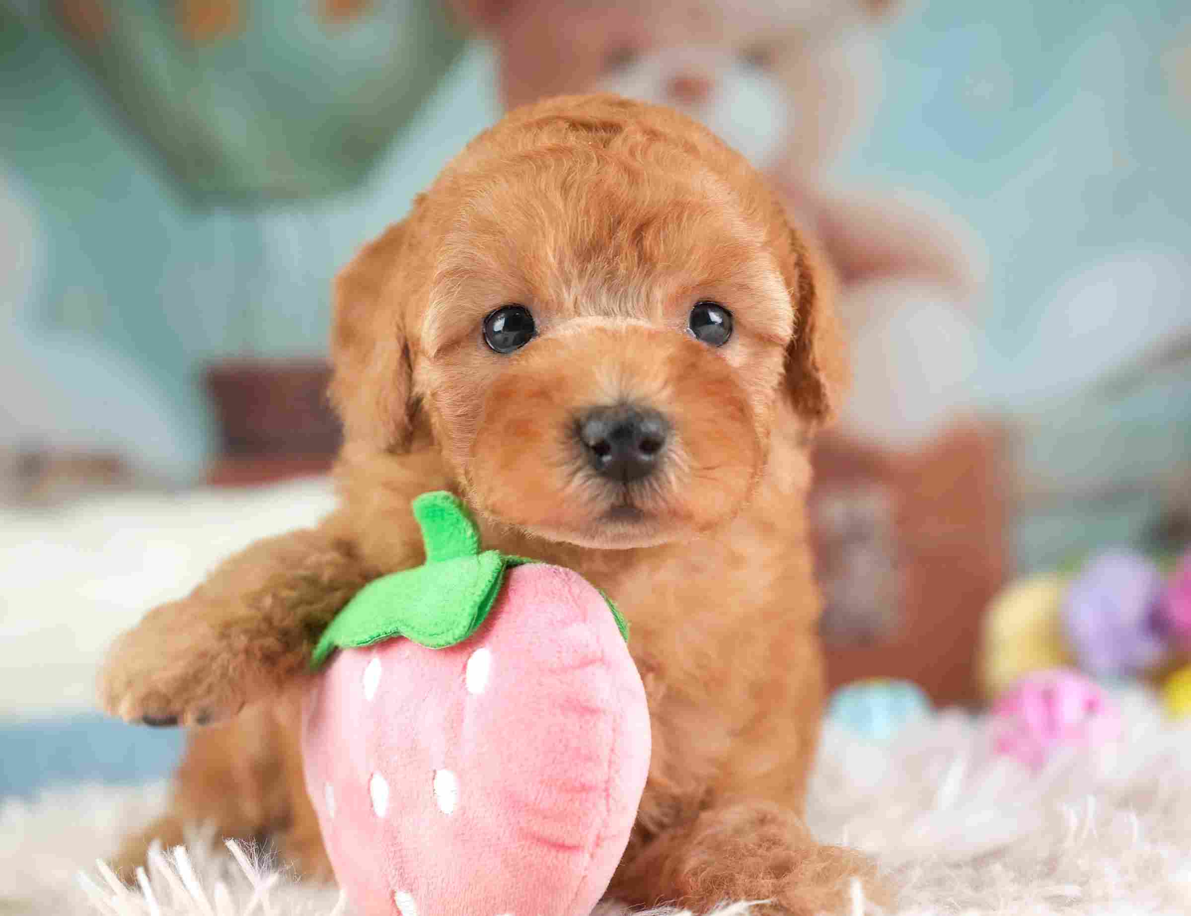 トイ・プードル | 男の子 | レッド | 2026年1月25日