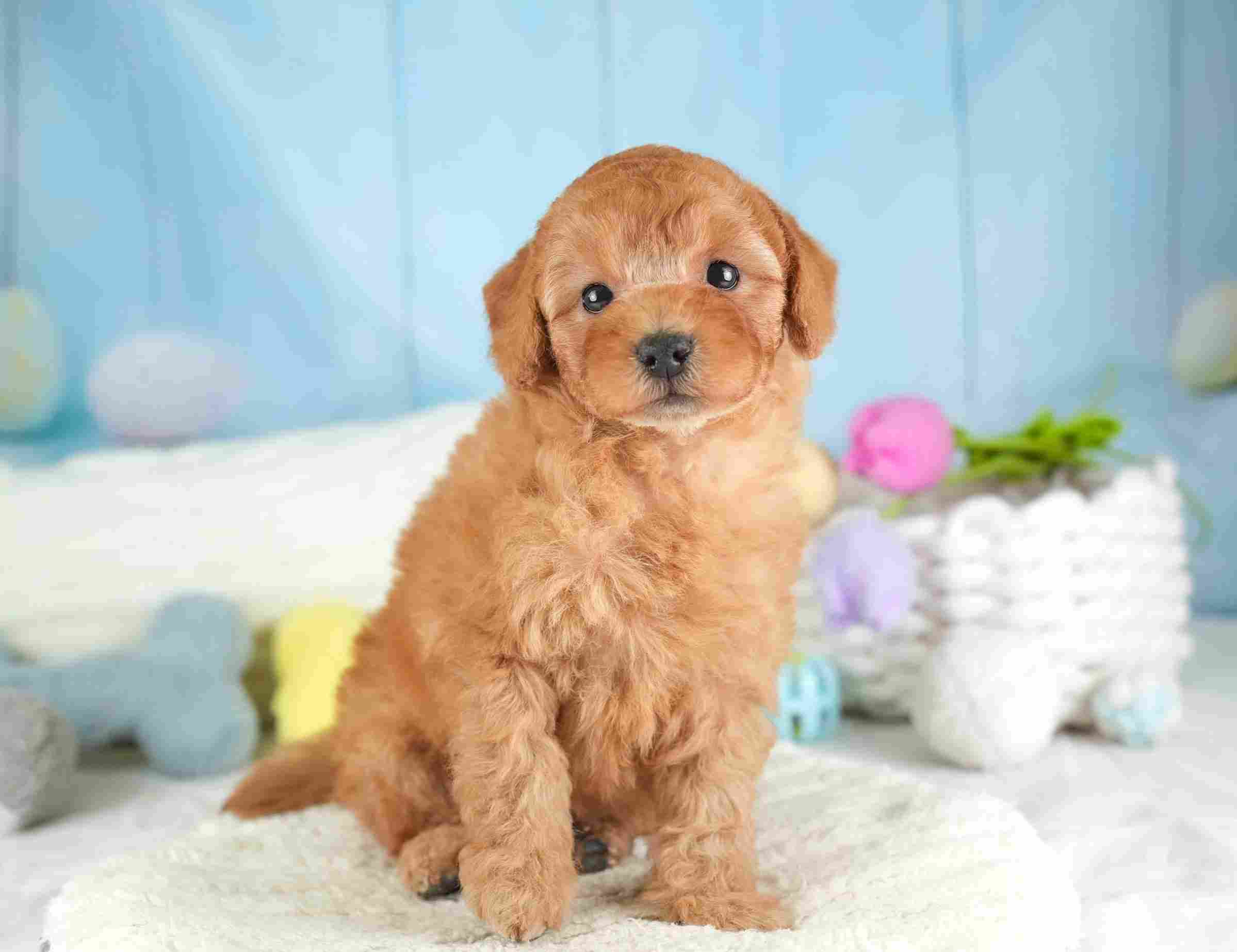 トイ・プードル | 男の子 | レッド | 2026年1月25日