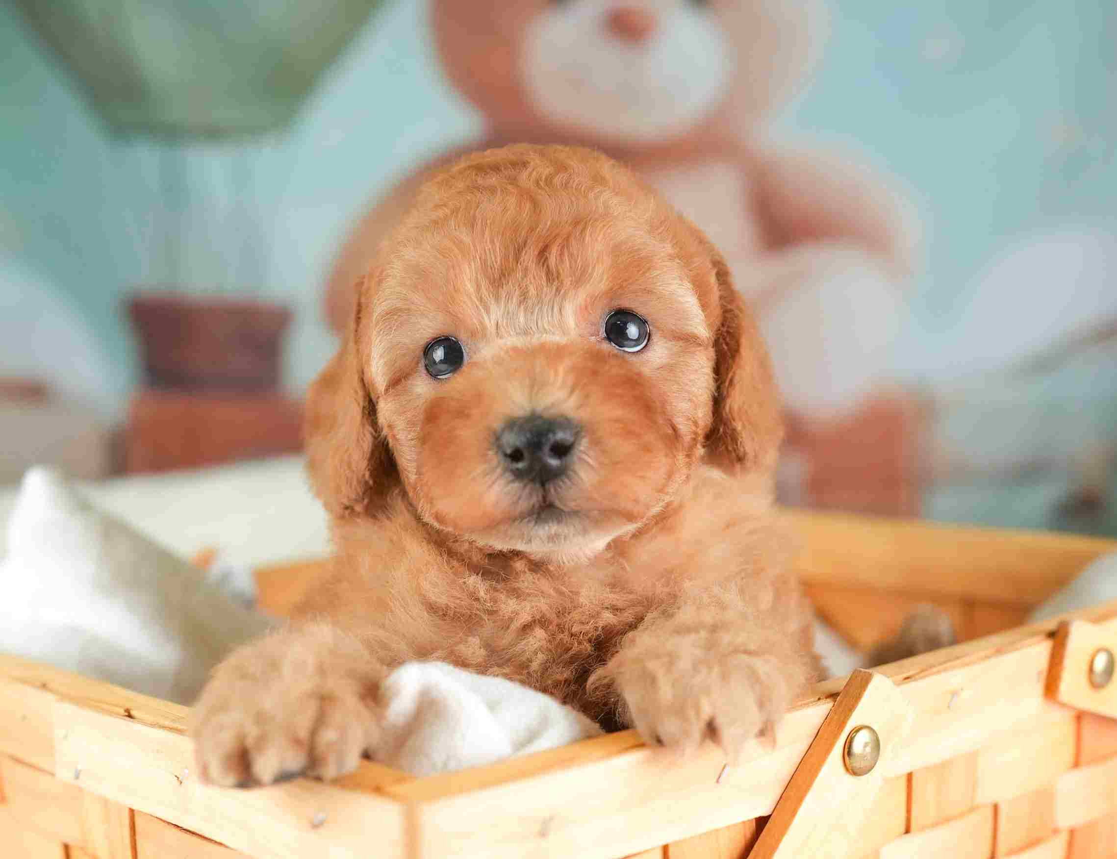 トイ・プードル | 男の子 | レッド | 2026年1月25日