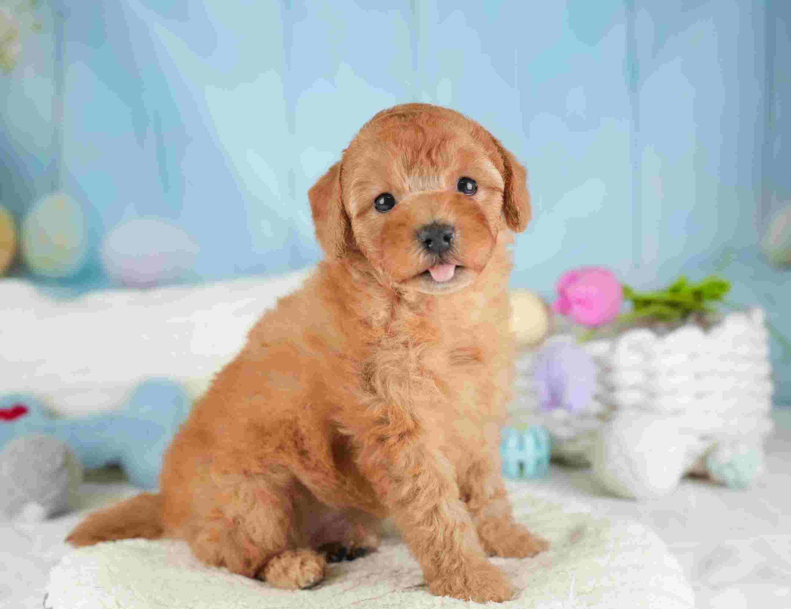 トイ・プードル | 男の子 | レッド | 2026年1月25日