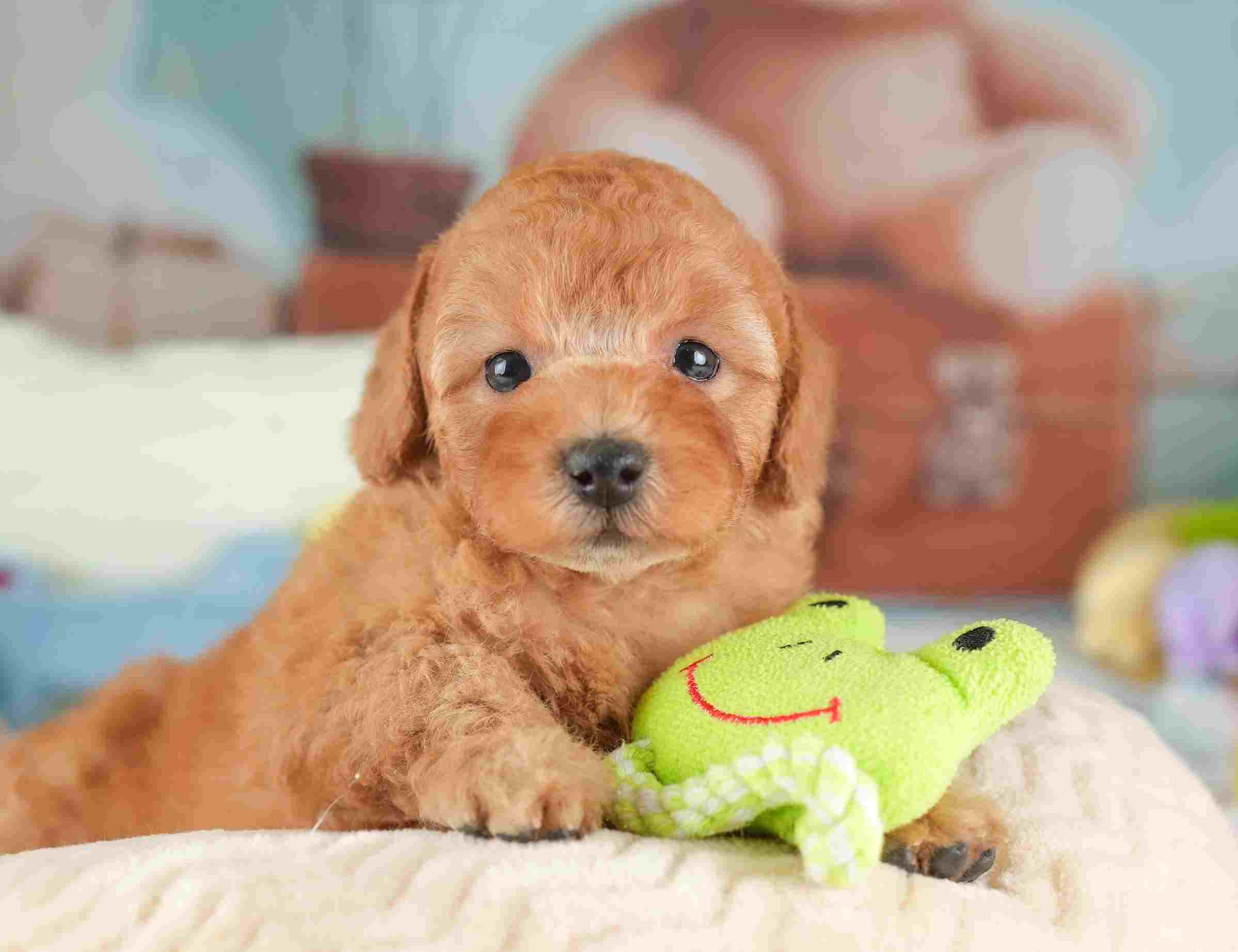 トイ・プードル | 男の子 | レッド | 2026年1月25日