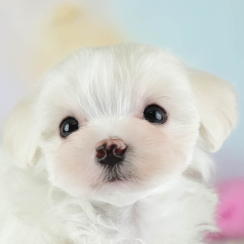 マルマルプー | 男の子 | ホワイト | 2026年1月26日