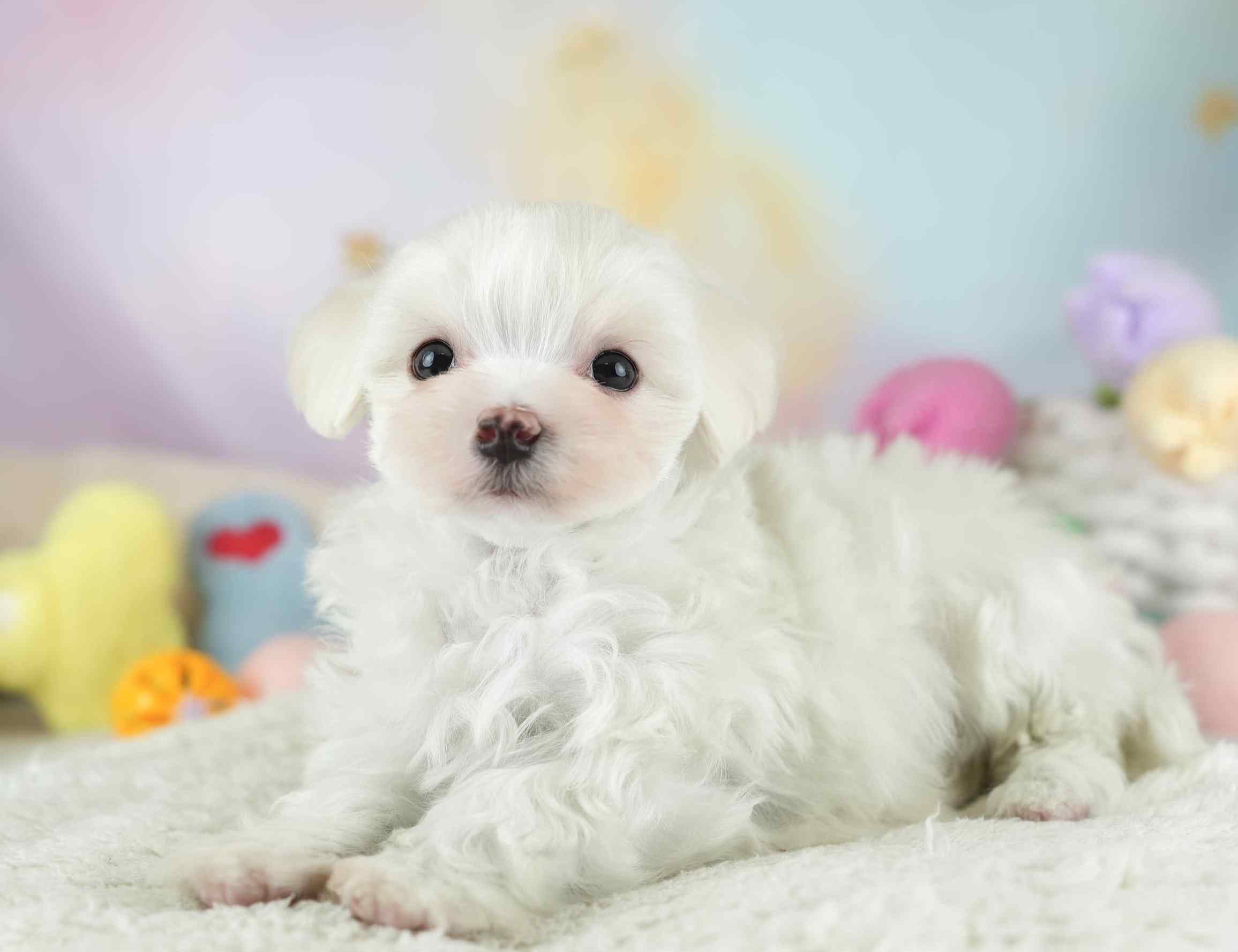 マルマルプー | 男の子 | ホワイト | 2026年1月26日