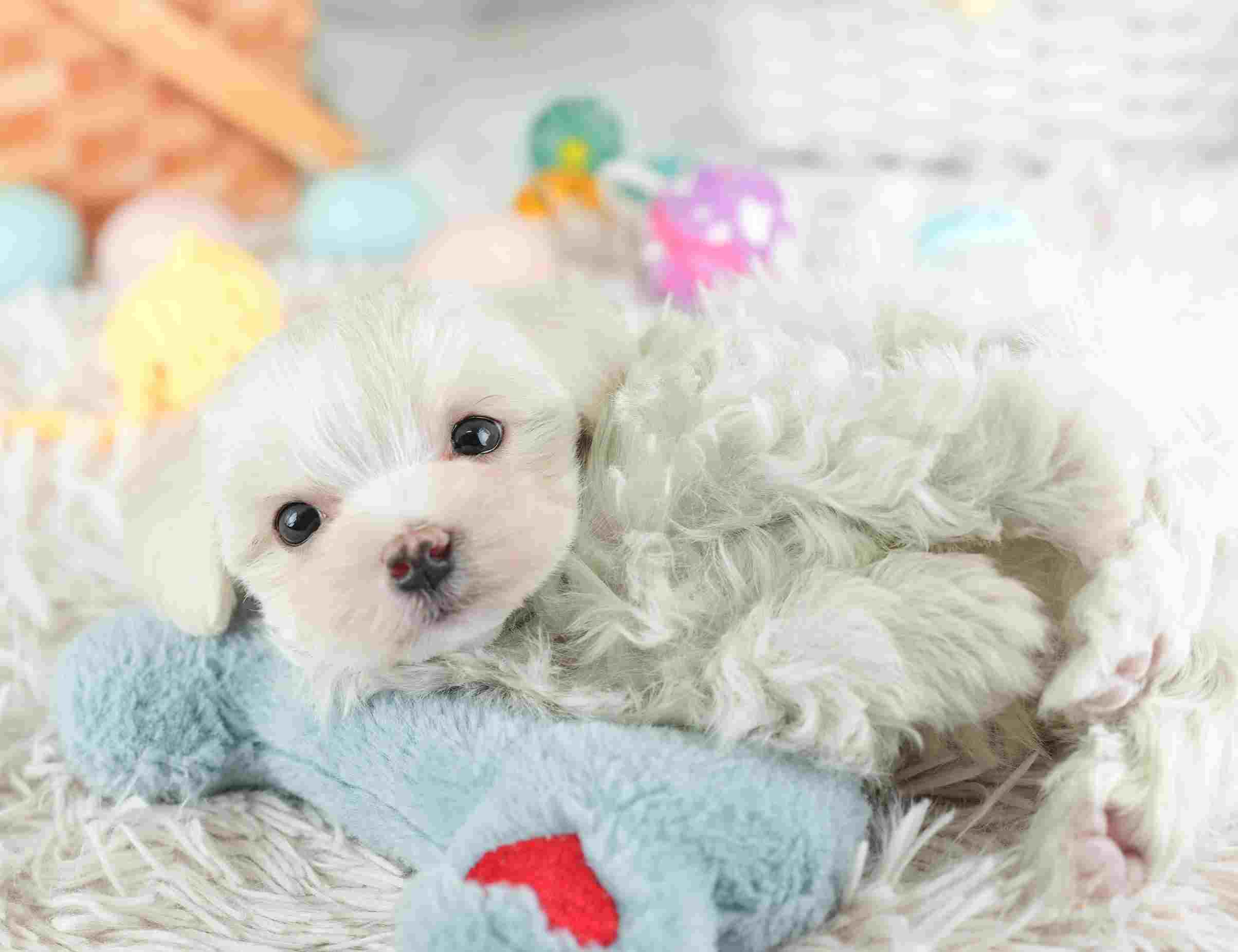 マルマルプー | 男の子 | ホワイト | 2026年1月26日