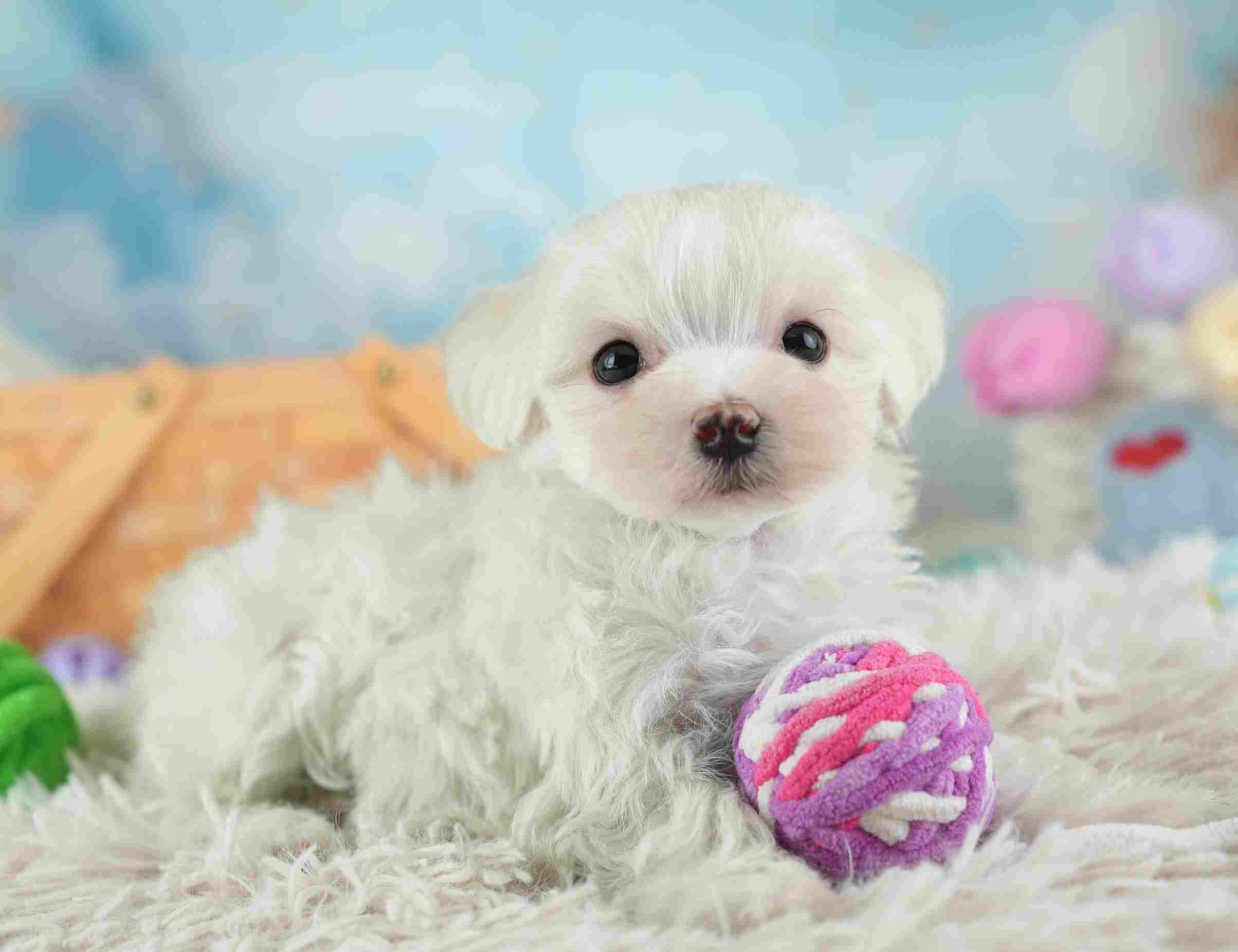 マルマルプー | 男の子 | ホワイト | 2026年1月26日