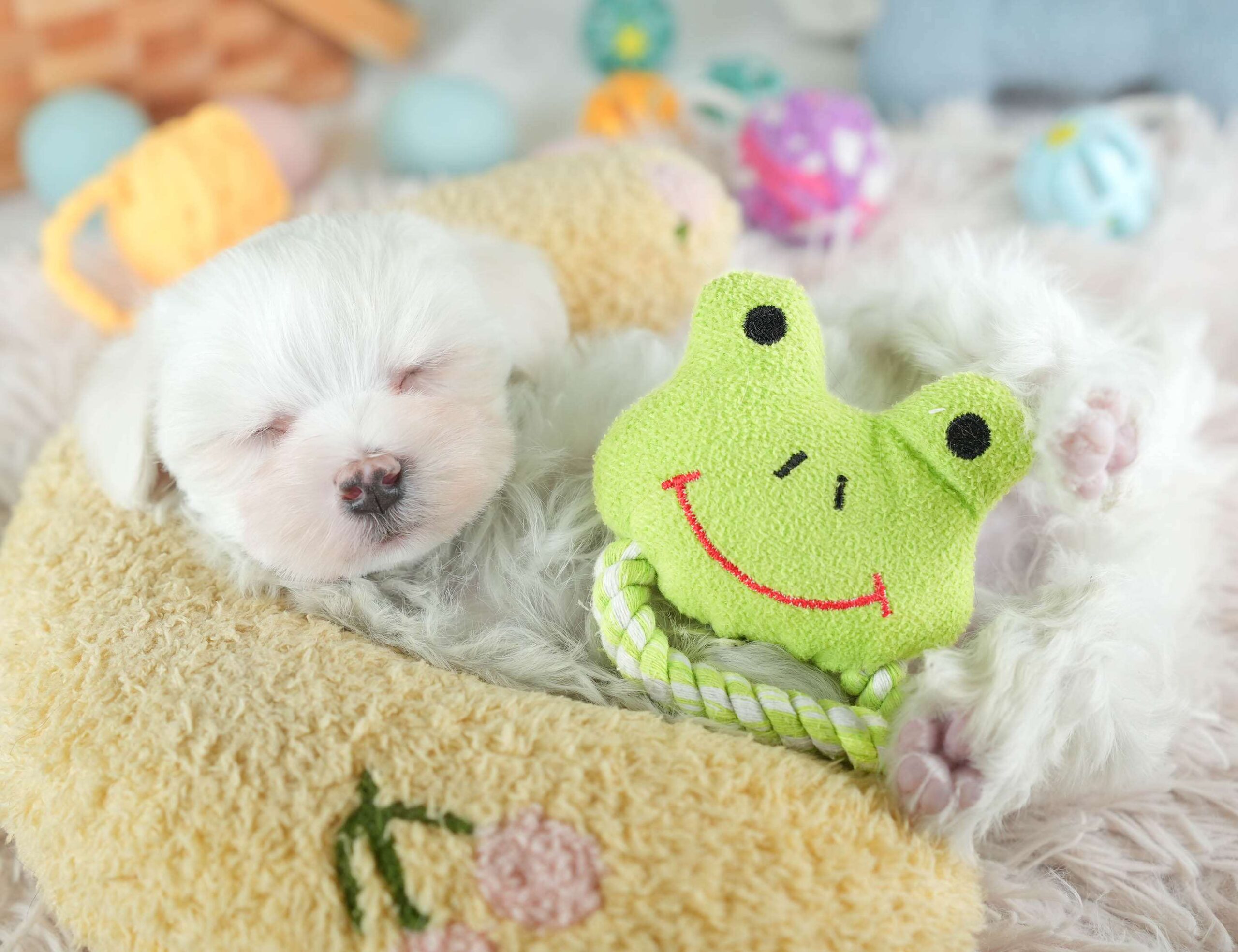 マルマルプー | 男の子 | ホワイト | 2026年1月26日