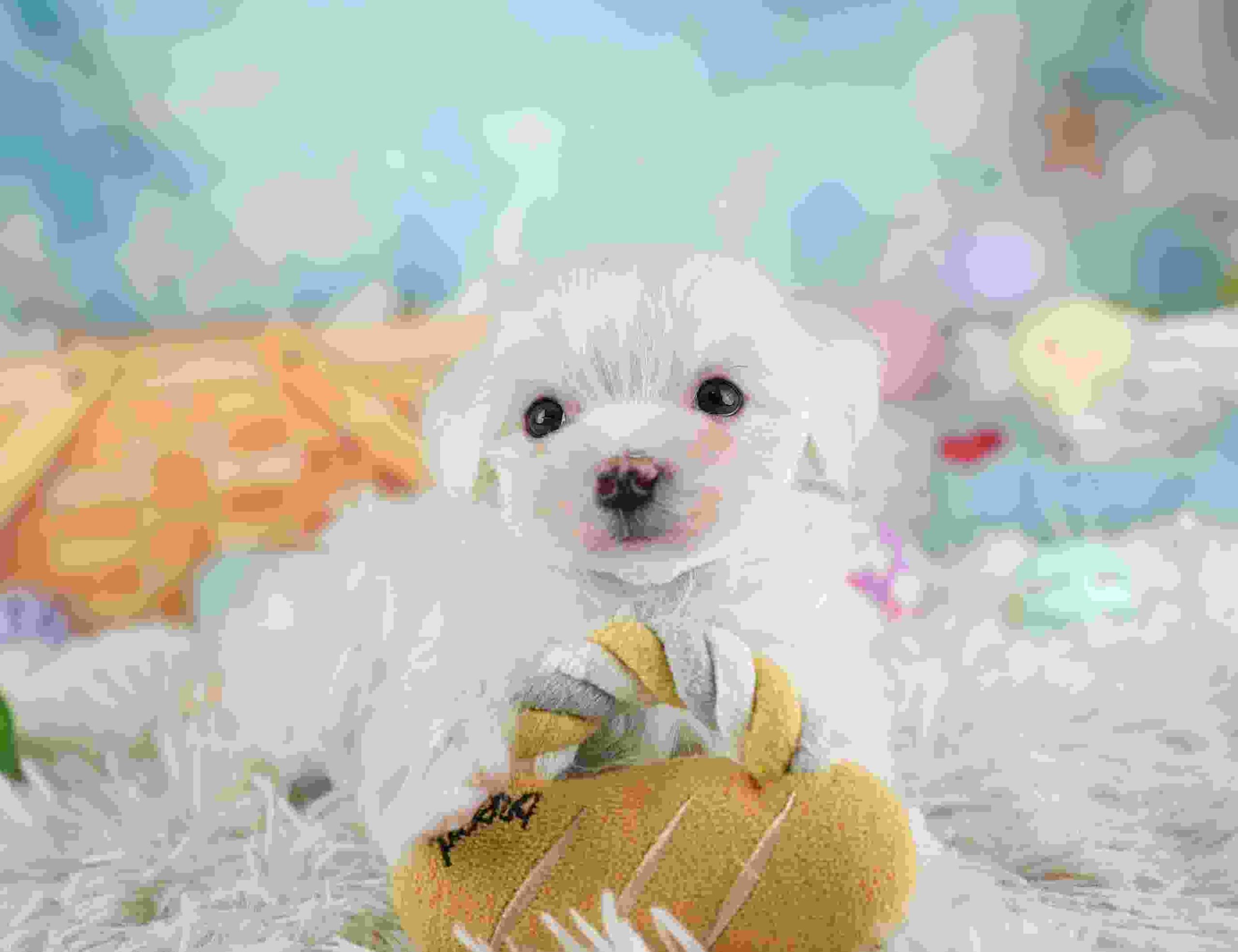 マルマルプー | 男の子 | ホワイト | 2026年1月26日