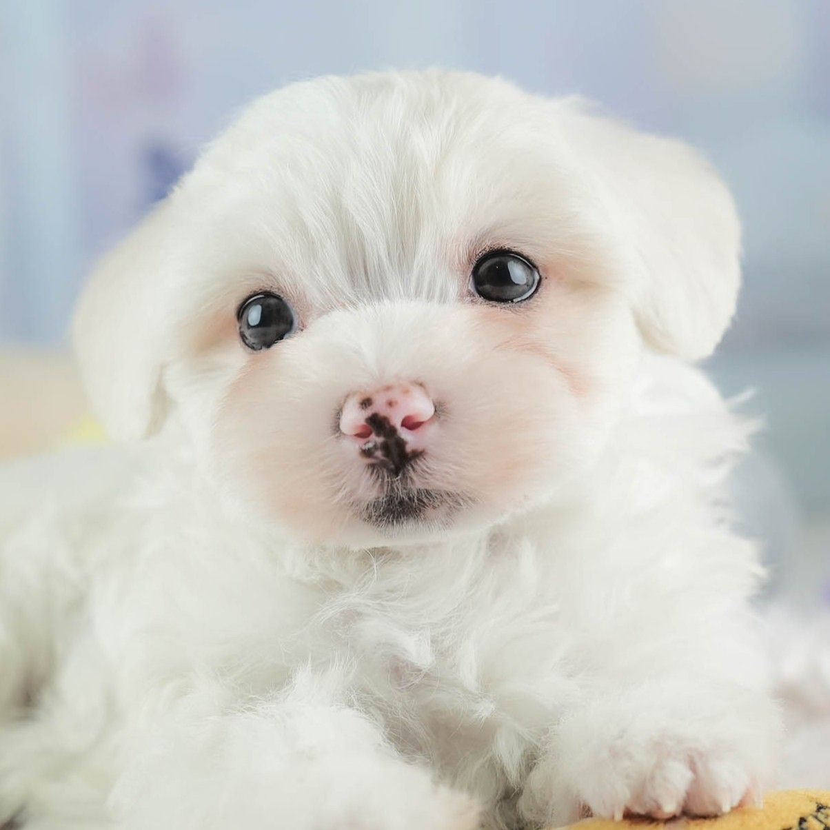 マルマルプー | 男の子 | ホワイト | 2026年1月26日