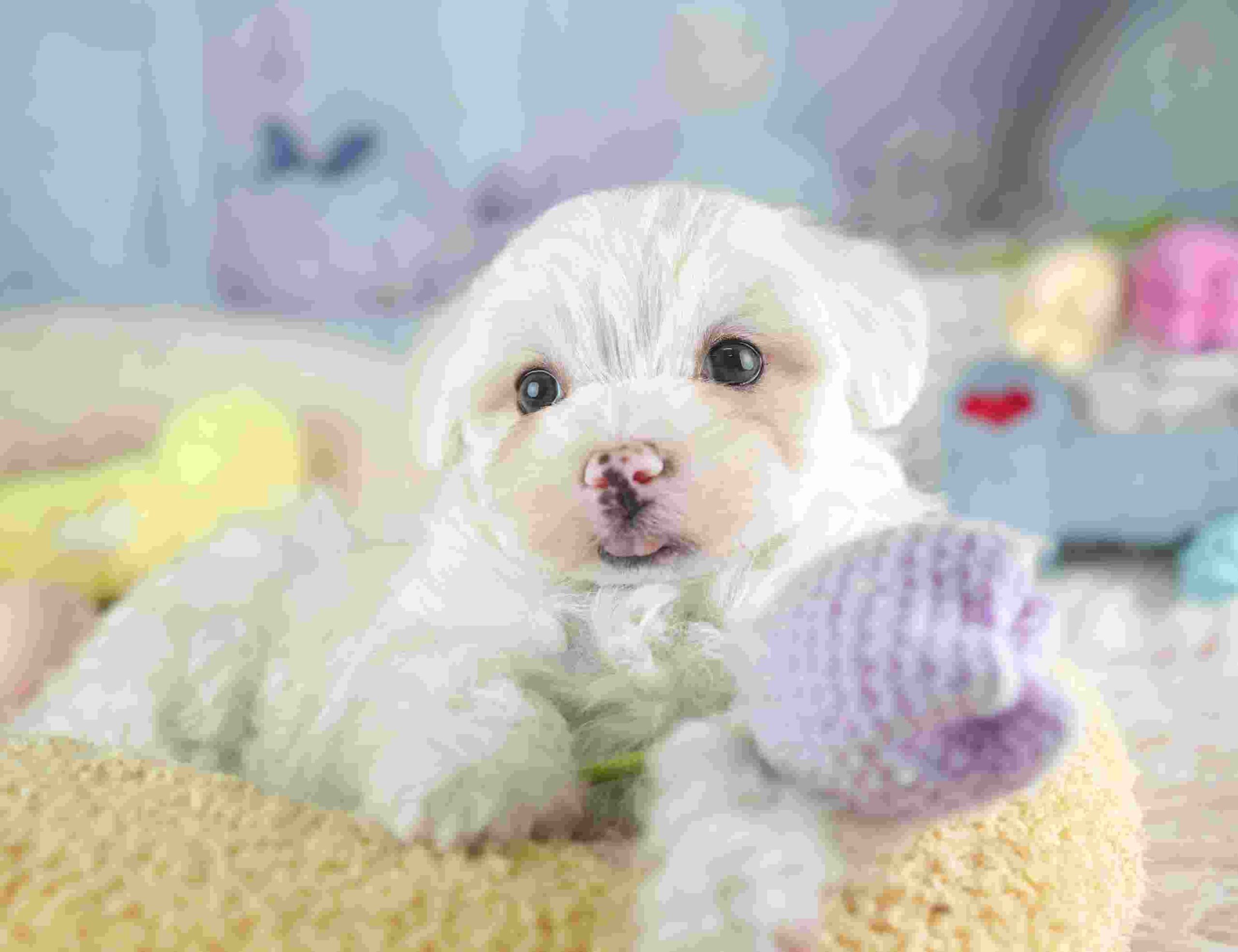 マルマルプー | 男の子 | ホワイト | 2026年1月26日