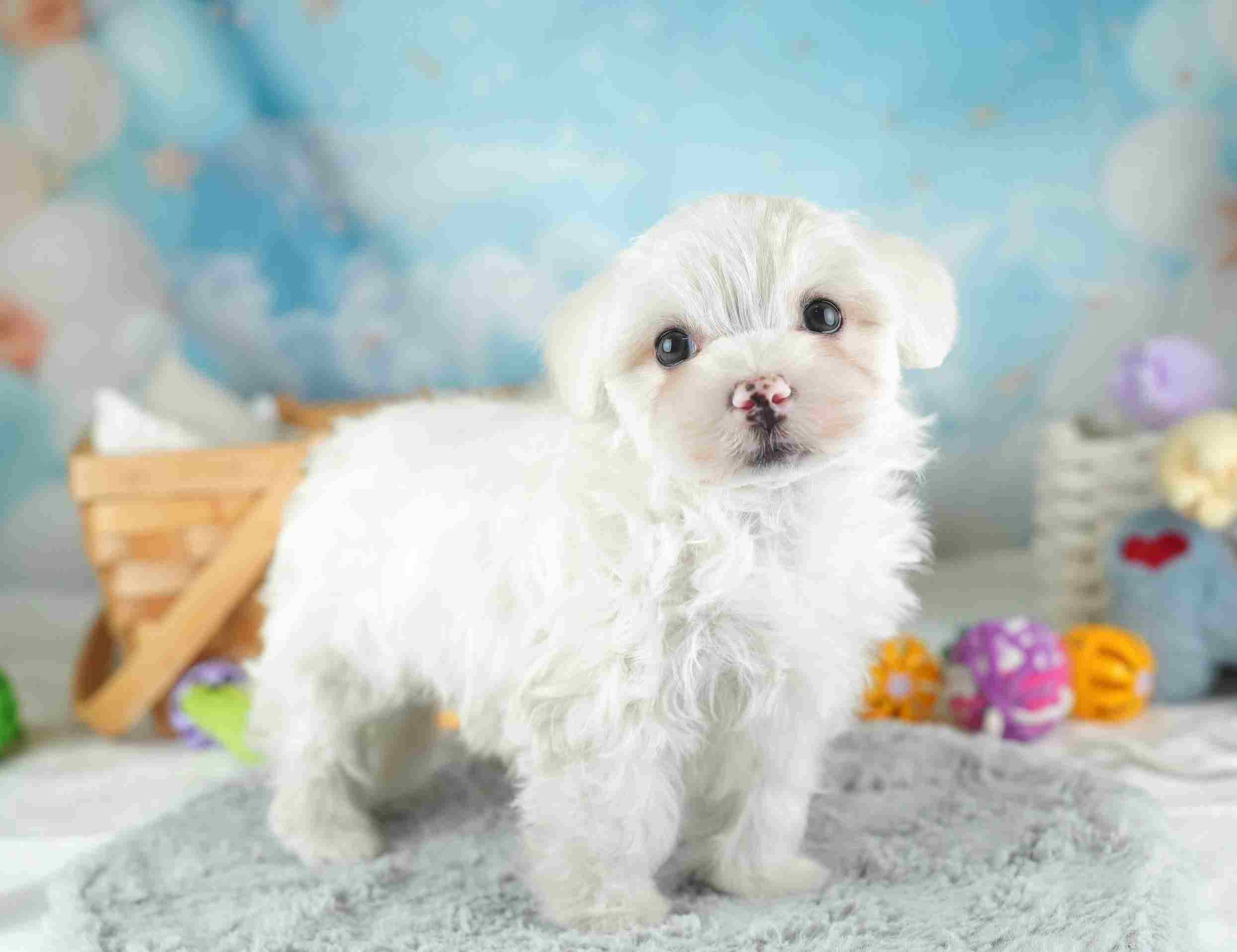 マルマルプー | 男の子 | ホワイト | 2026年1月26日