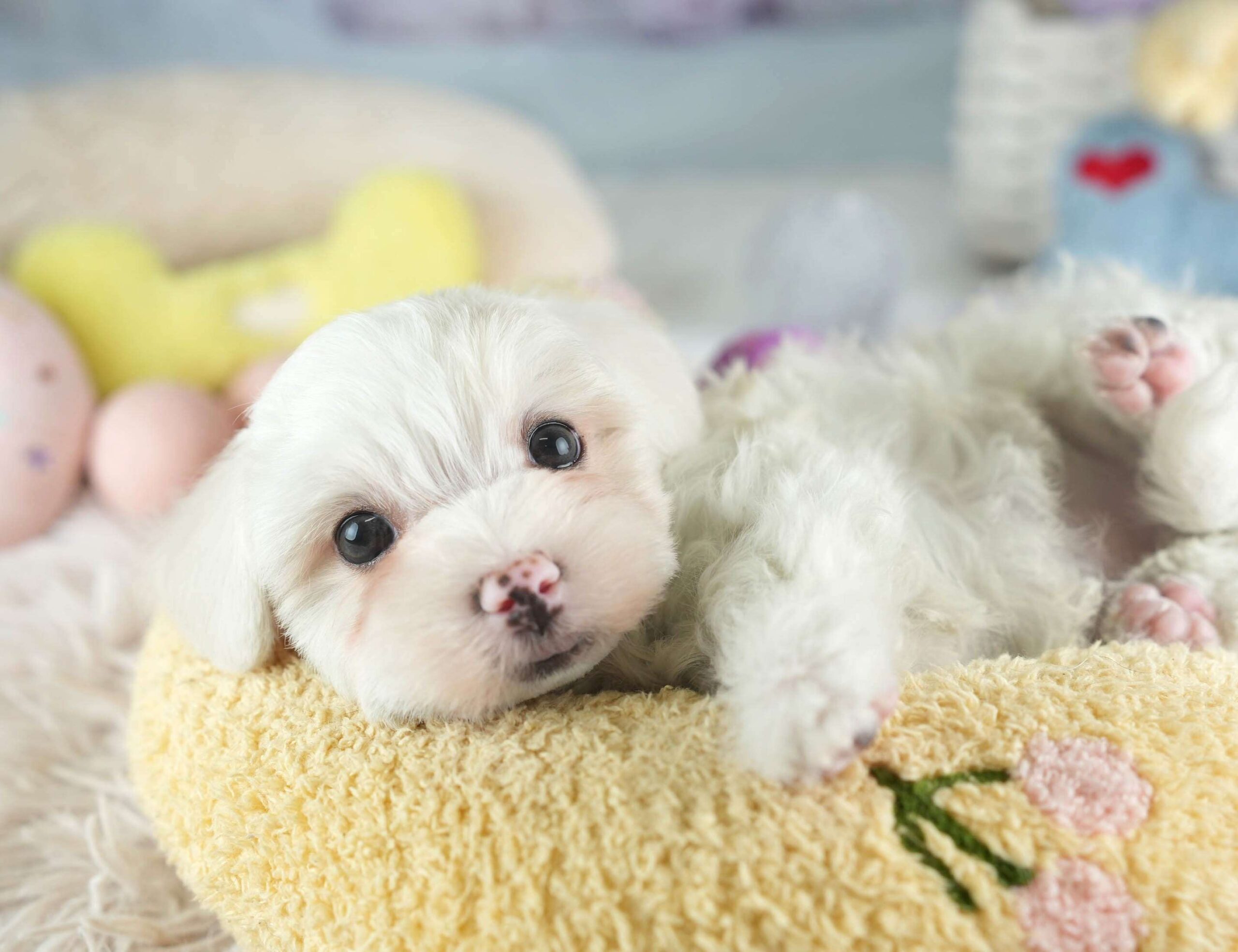 マルマルプー | 男の子 | ホワイト | 2026年1月26日