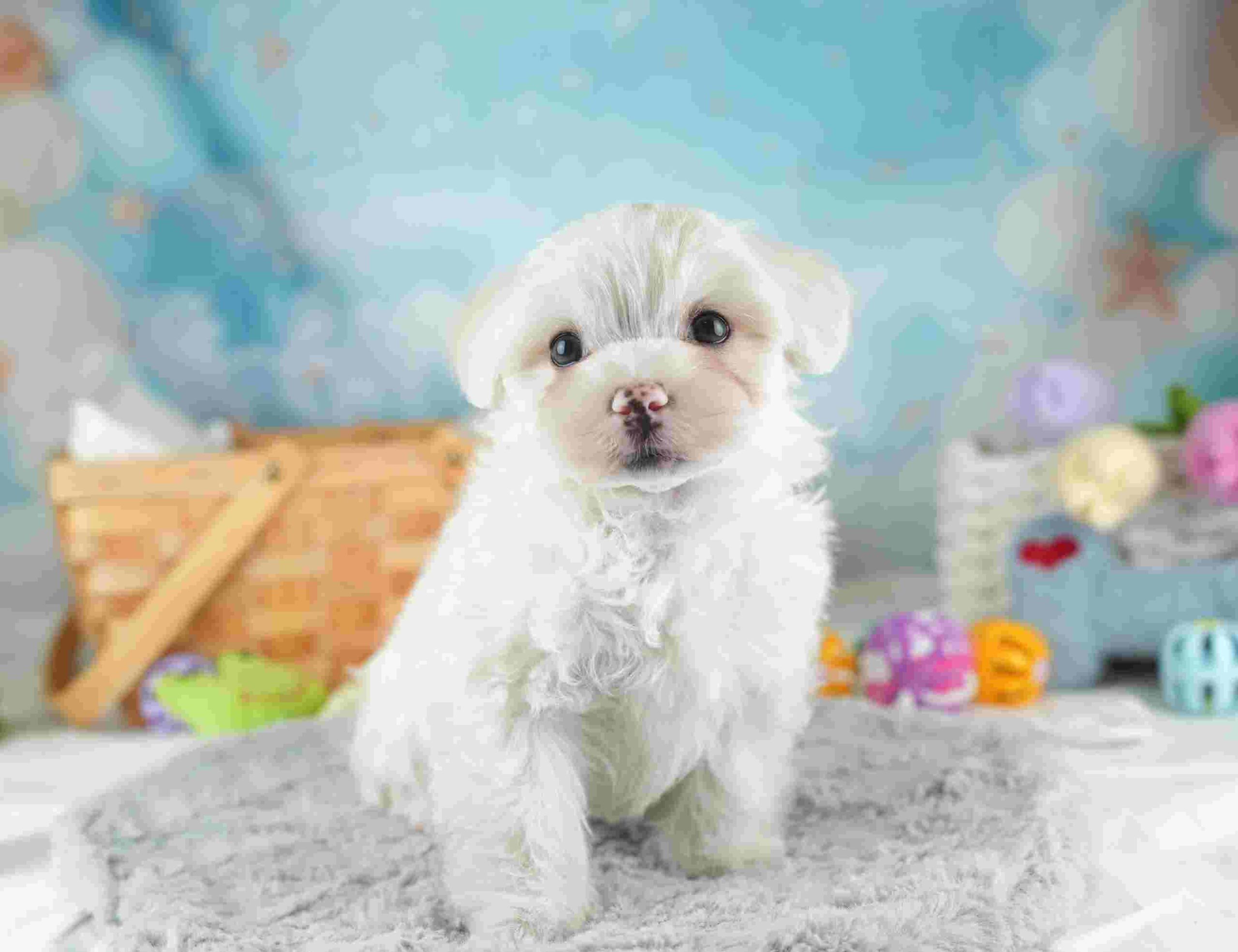 マルマルプー | 男の子 | ホワイト | 2026年1月26日