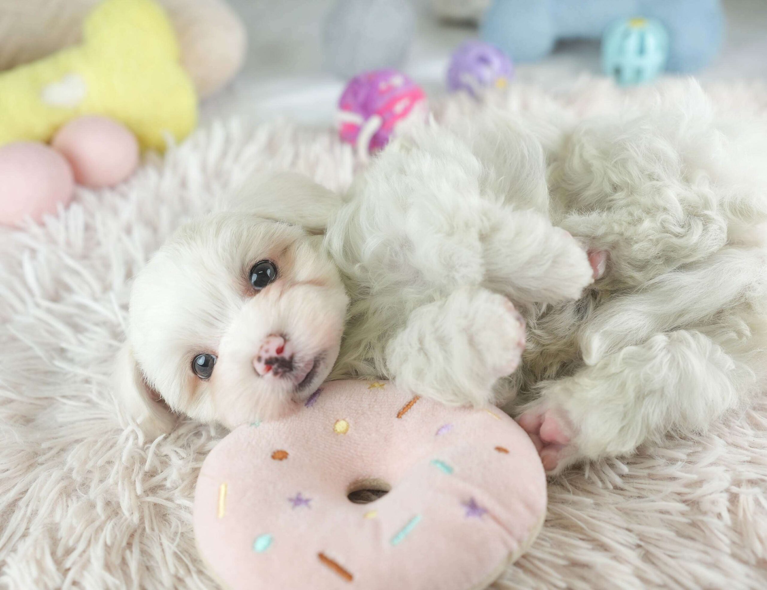 マルマルプー | 男の子 | ホワイト | 2026年1月26日