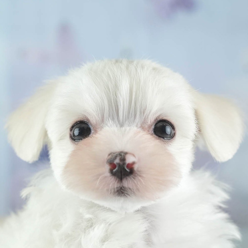 マルマルプー | 女の子 | ホワイト | 2026年1月26日