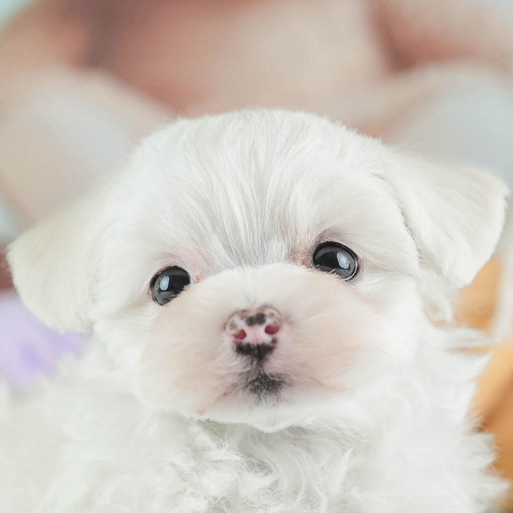 マルマルプー | 女の子 | ホワイト | 2026年1月26日