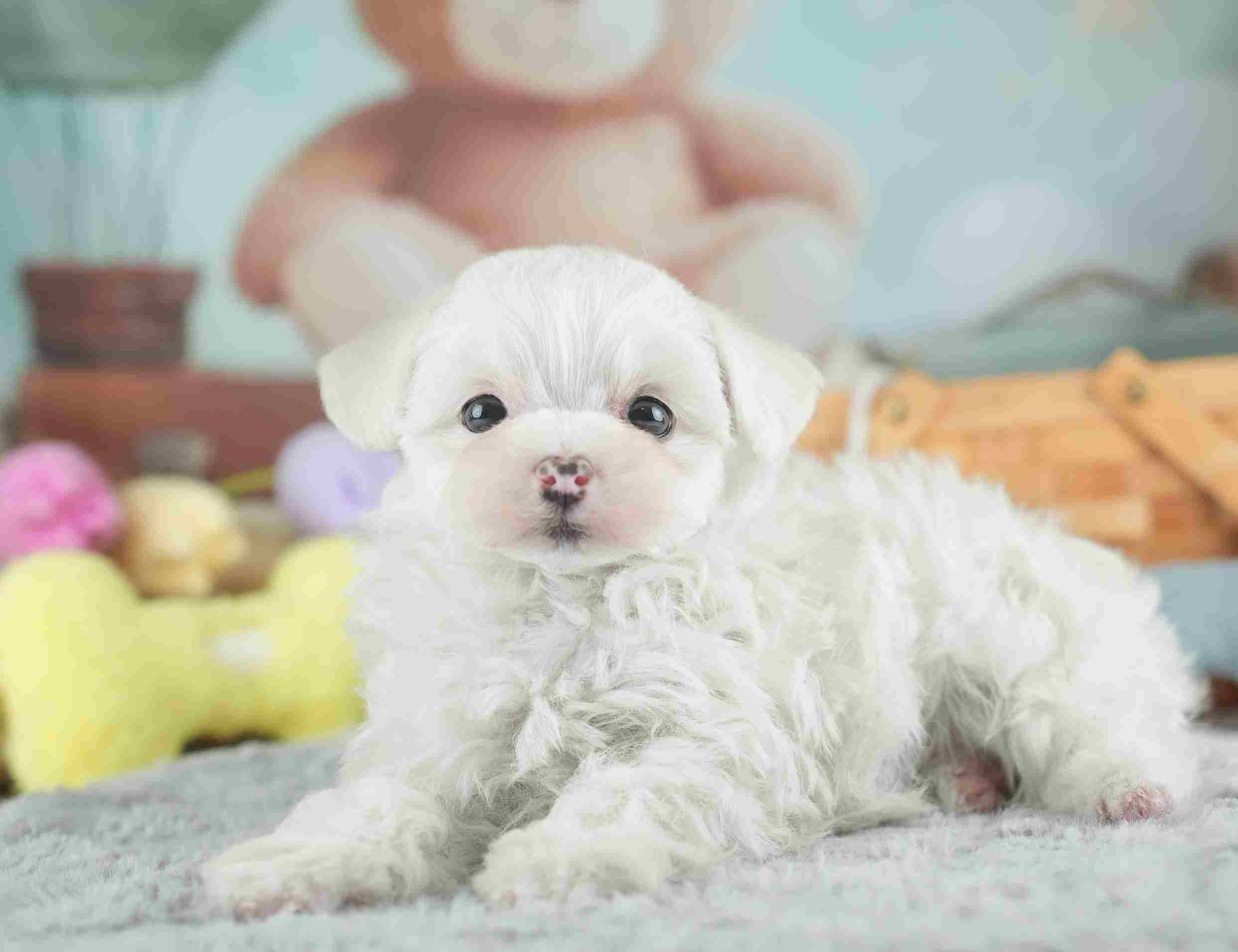 マルマルプー | 女の子 | ホワイト | 2026年1月26日