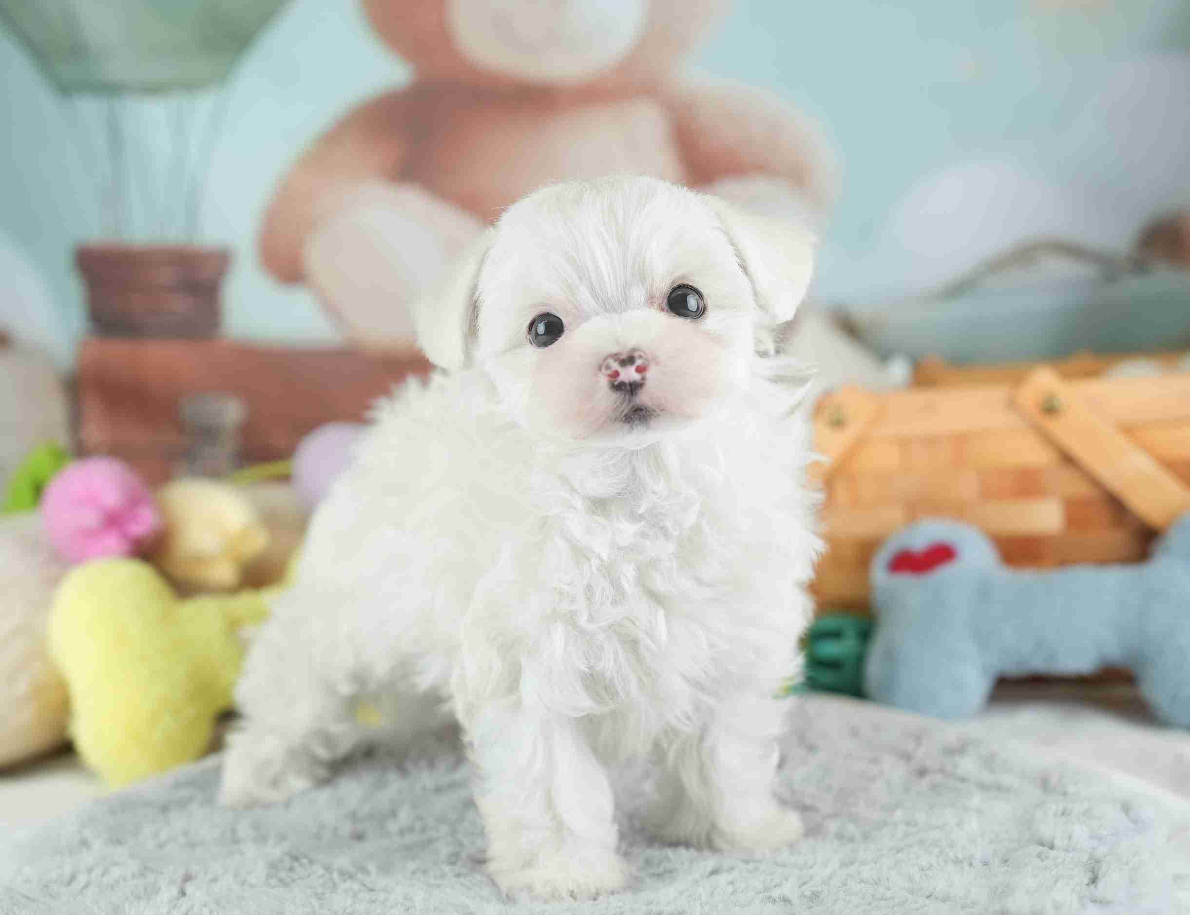 マルマルプー | 女の子 | ホワイト | 2026年1月26日