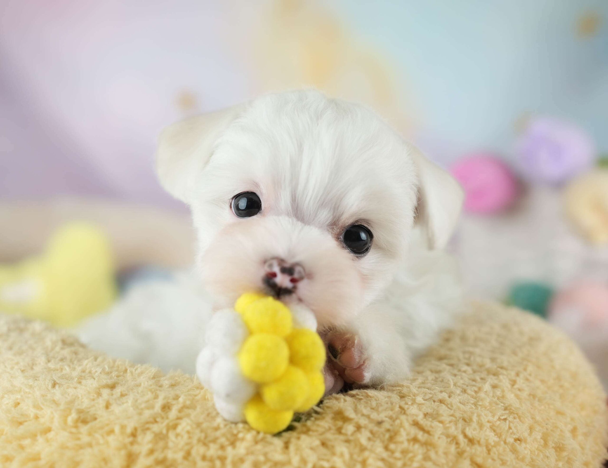 マルマルプー | 女の子 | ホワイト | 2026年1月26日