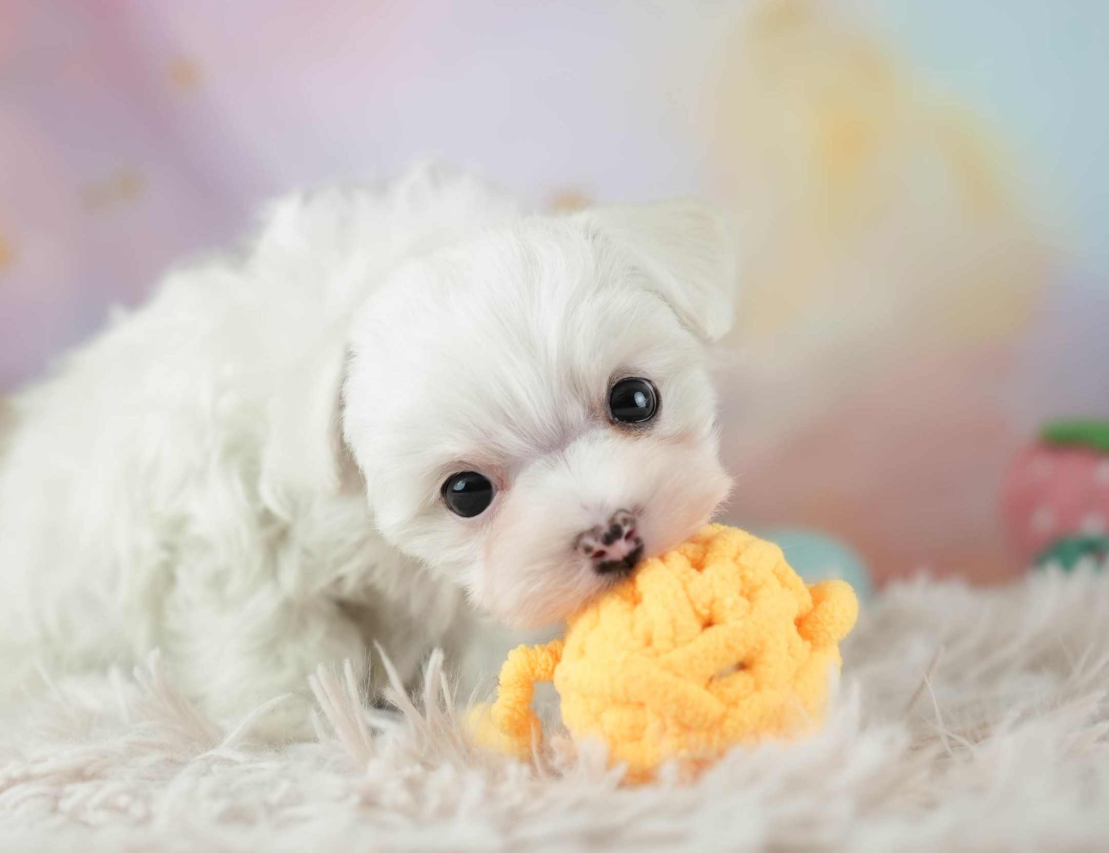 マルマルプー | 女の子 | ホワイト | 2026年1月26日