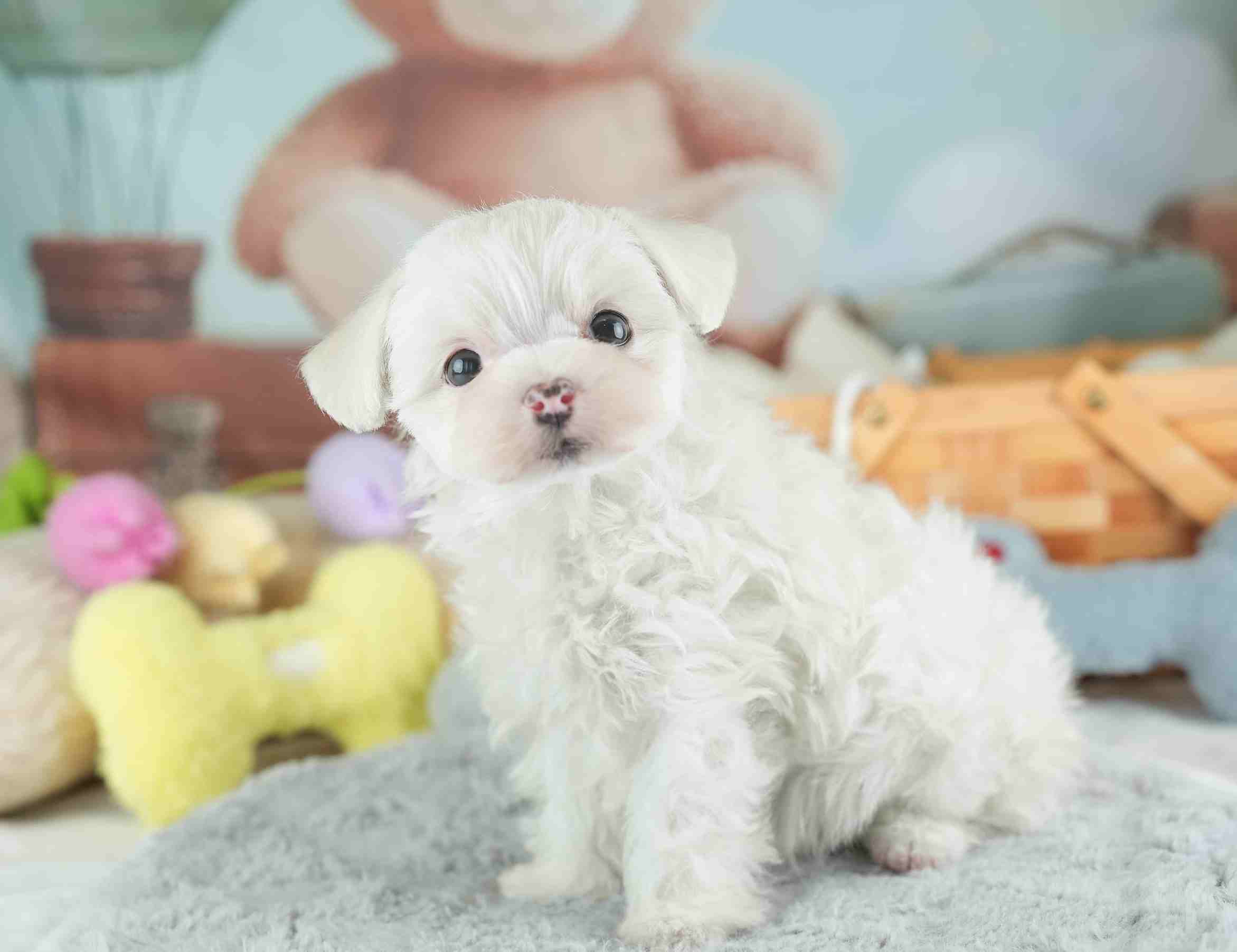 マルマルプー | 女の子 | ホワイト | 2026年1月26日